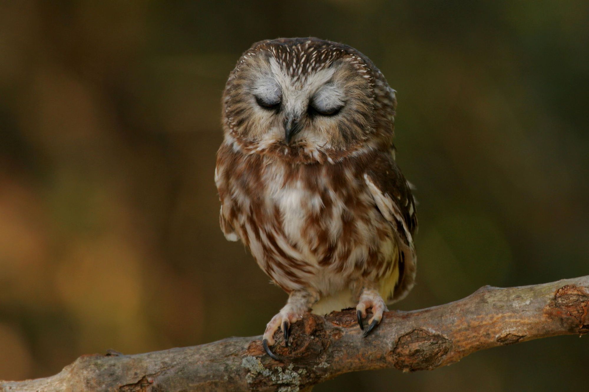 Owl Baby Wallpapers Wallpaper Cave