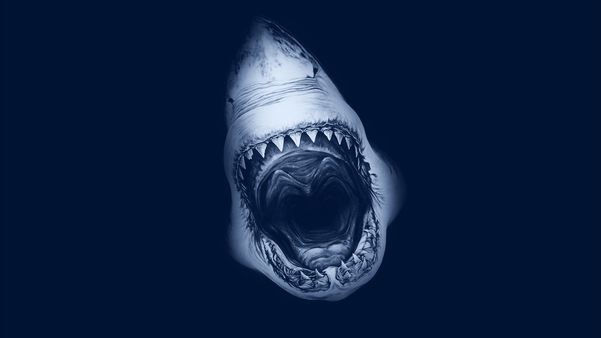 Scary Sharks Wallpapers Wallpaper Cave