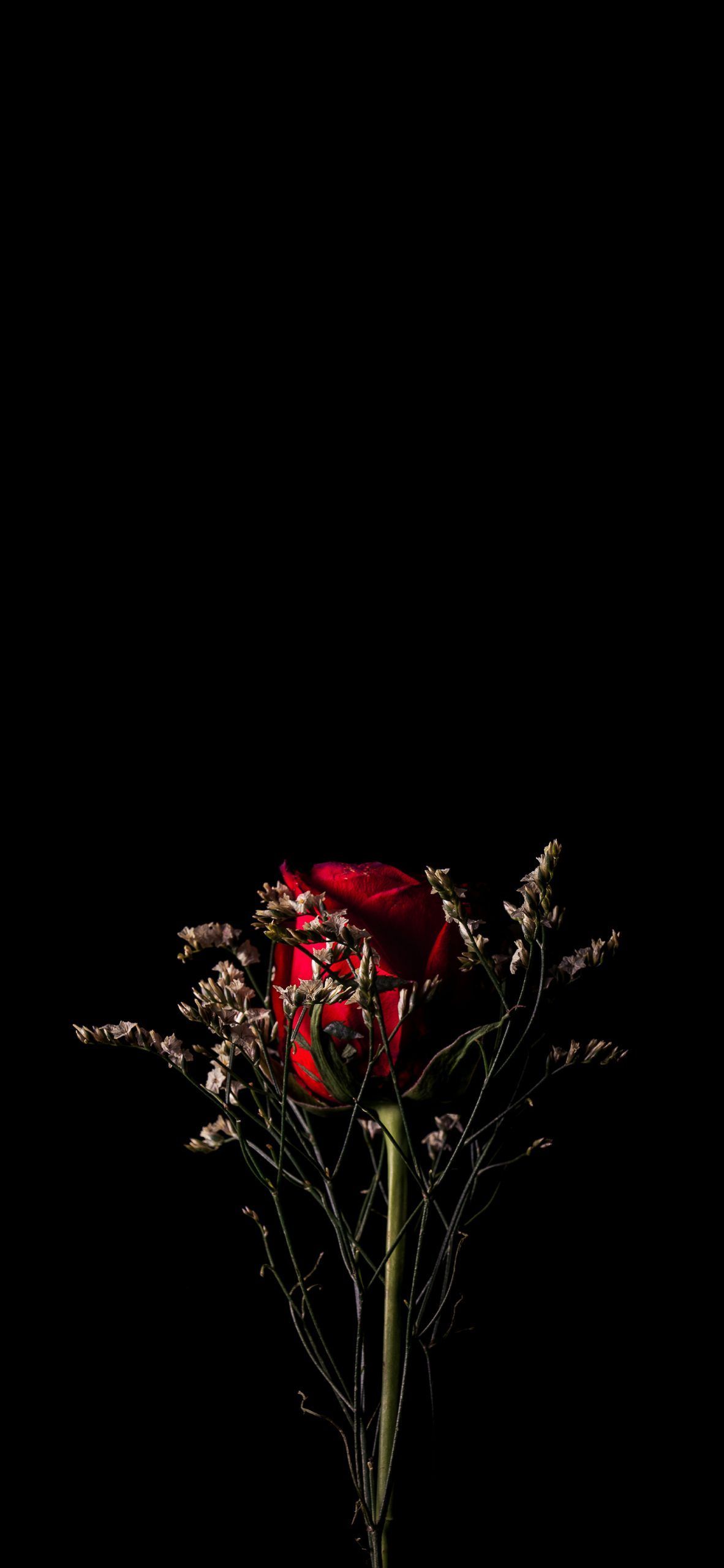Amoled Rose Wallpapers Wallpaper Cave