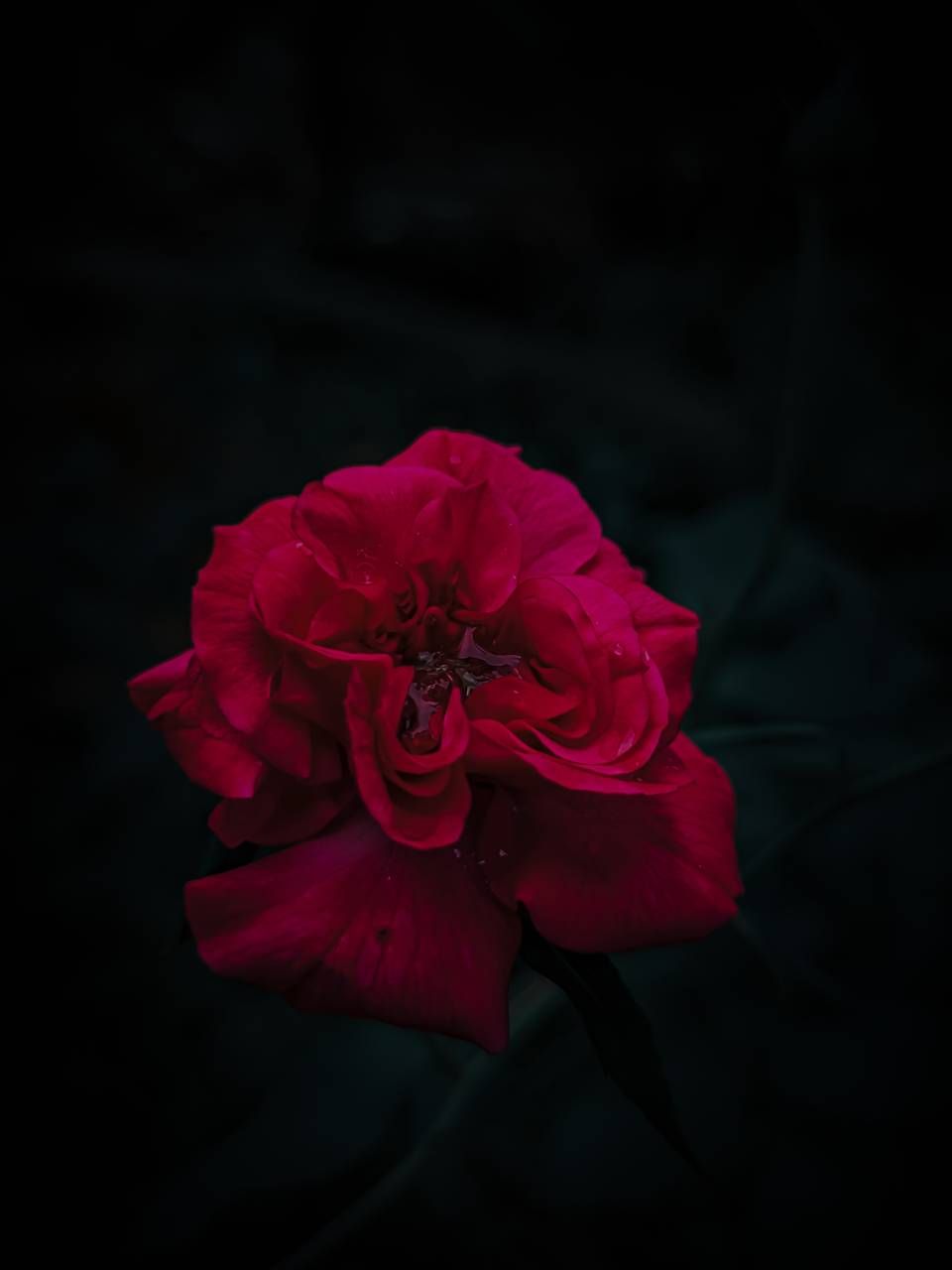 Amoled Rose Wallpapers Wallpaper Cave