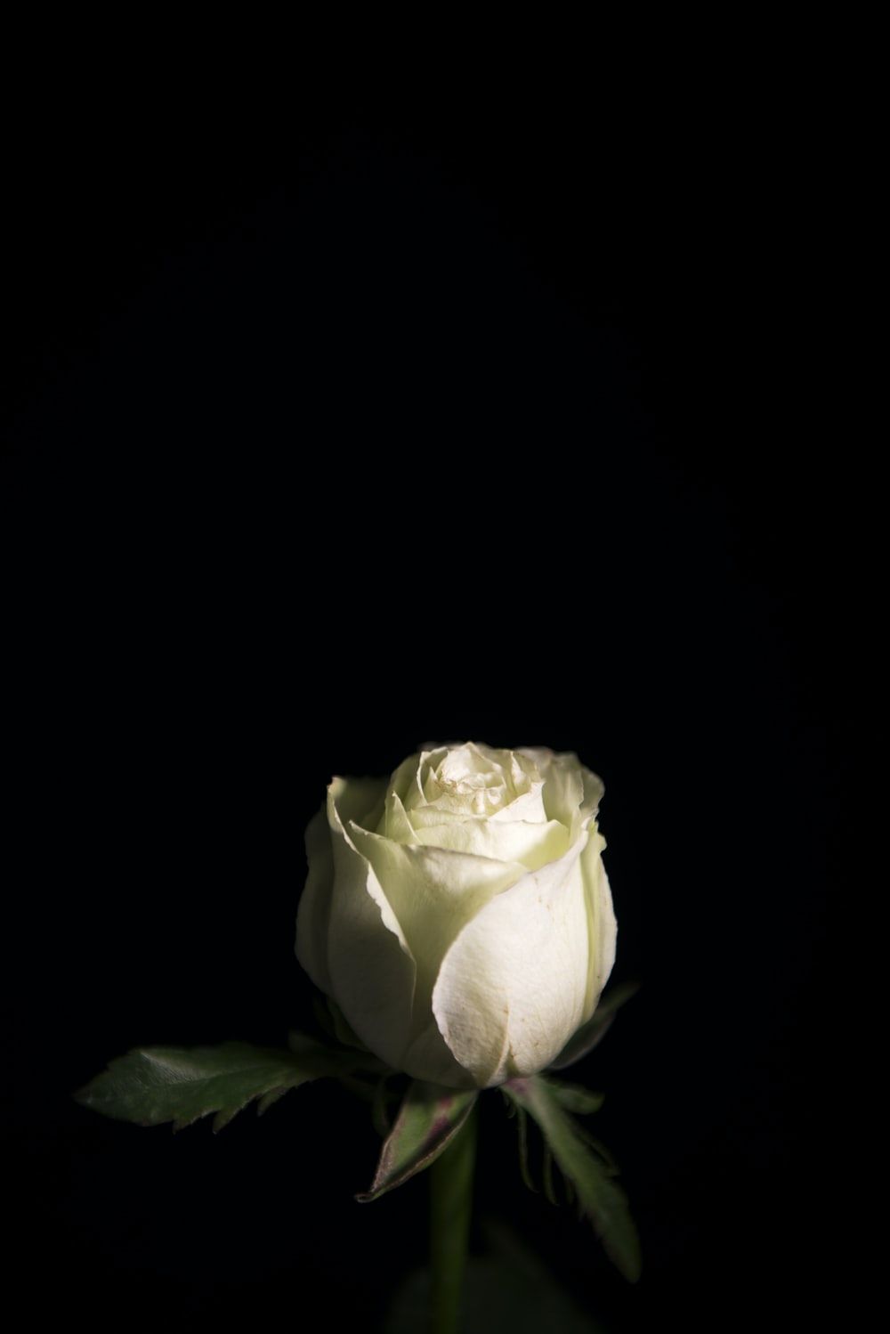 Amoled Rose Wallpapers Wallpaper Cave