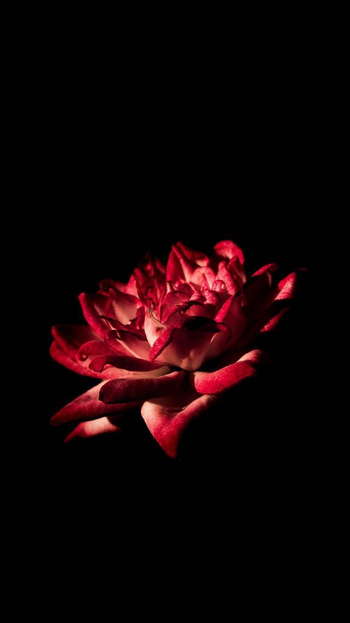 Amoled Rose Wallpapers Wallpaper Cave