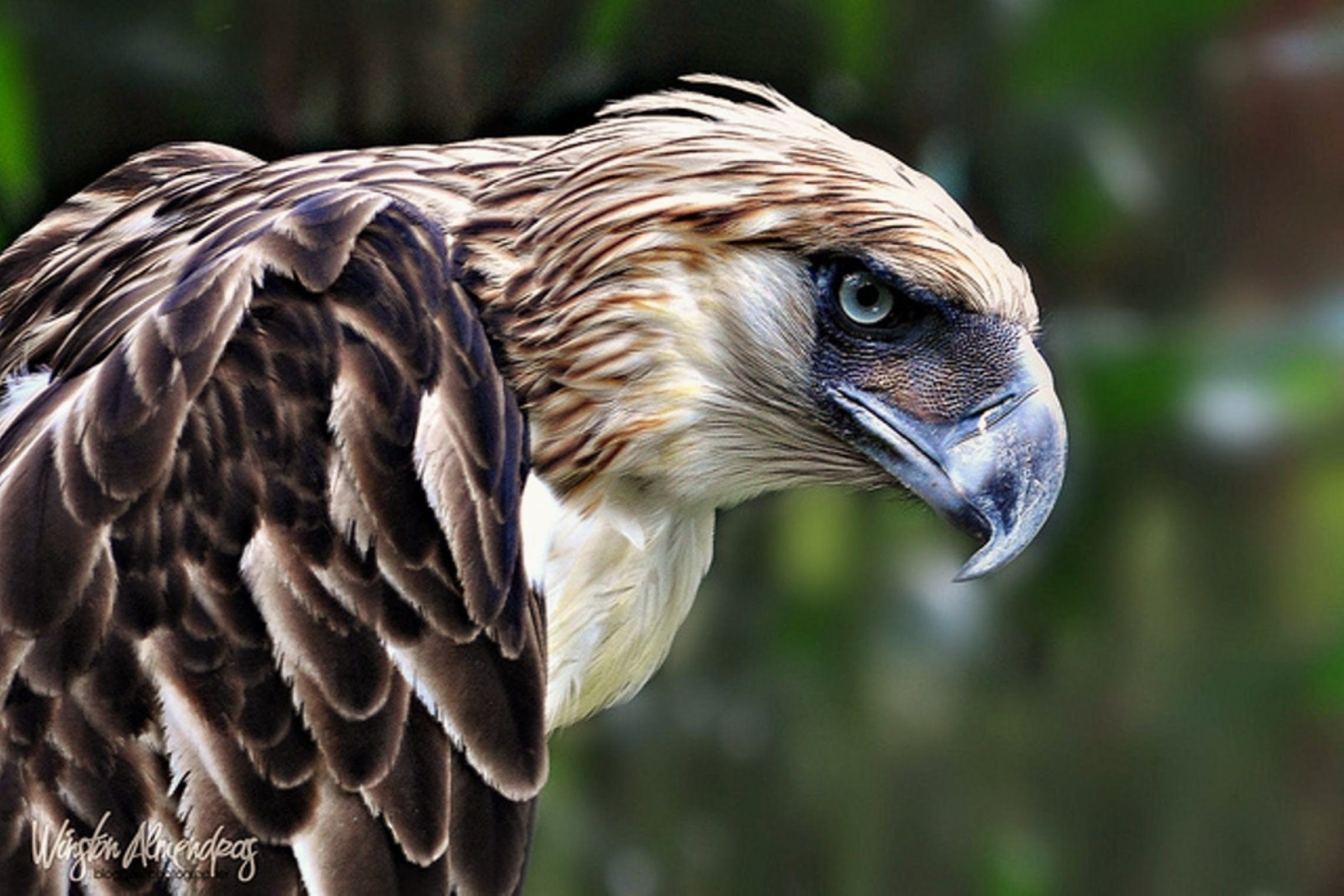 Philippine Eagle Wallpapers Wallpaper Cave