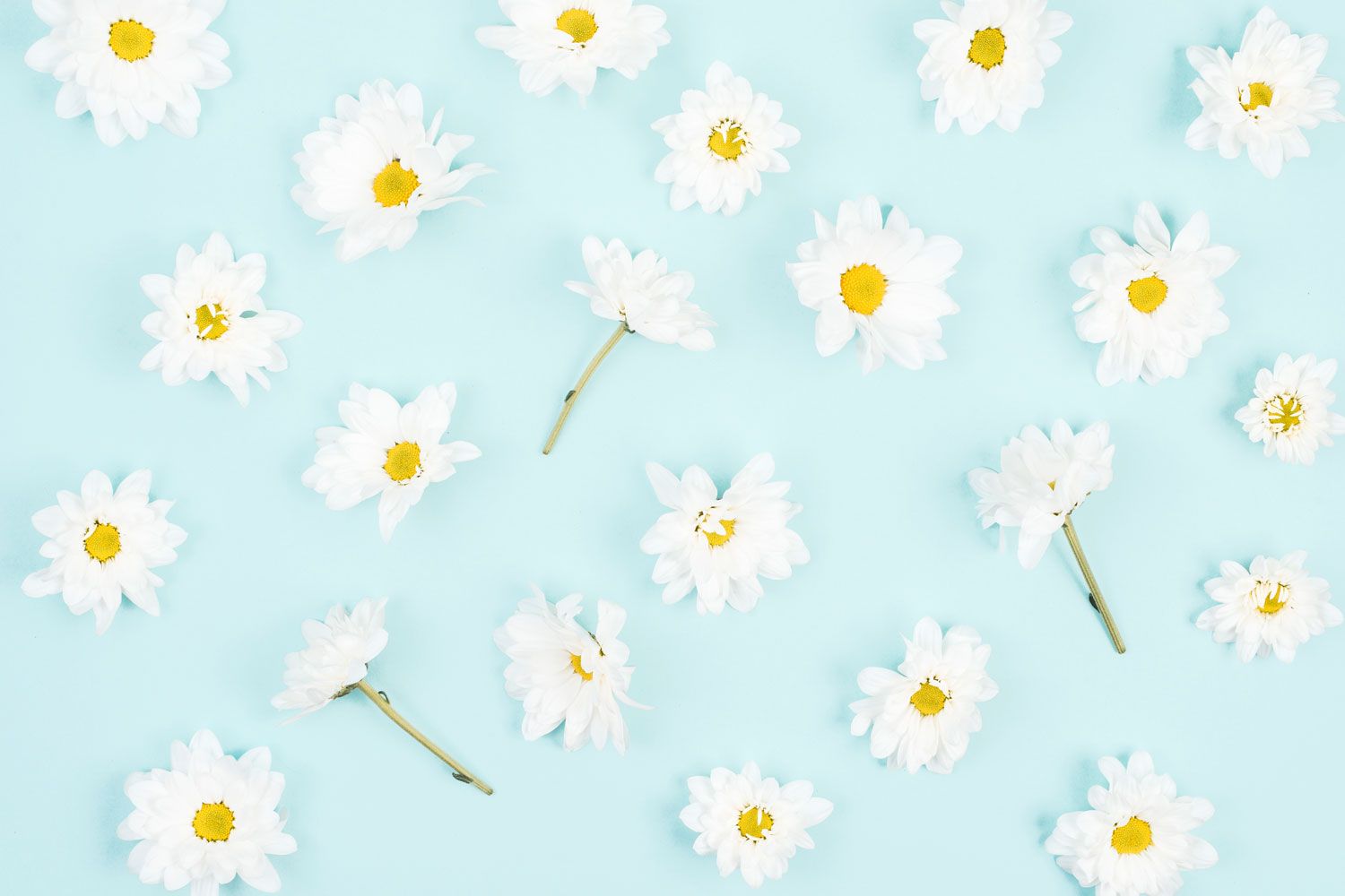 Daisy Aesthetic Wallpapers Wallpaper Cave