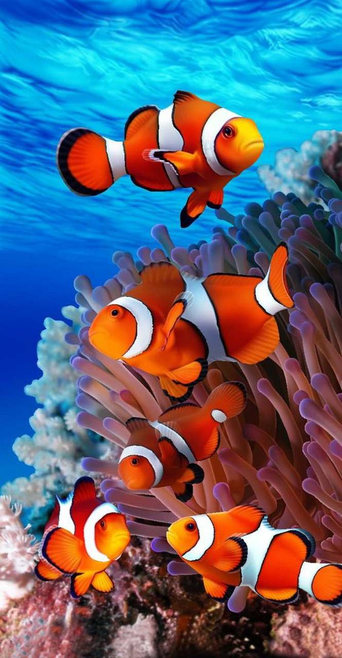 Nemo Fish Wallpapers Wallpaper Cave