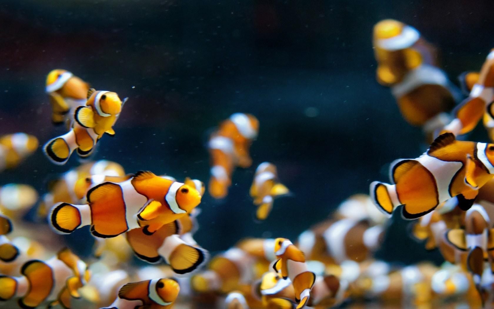 Nemo Fish Wallpapers Wallpaper Cave