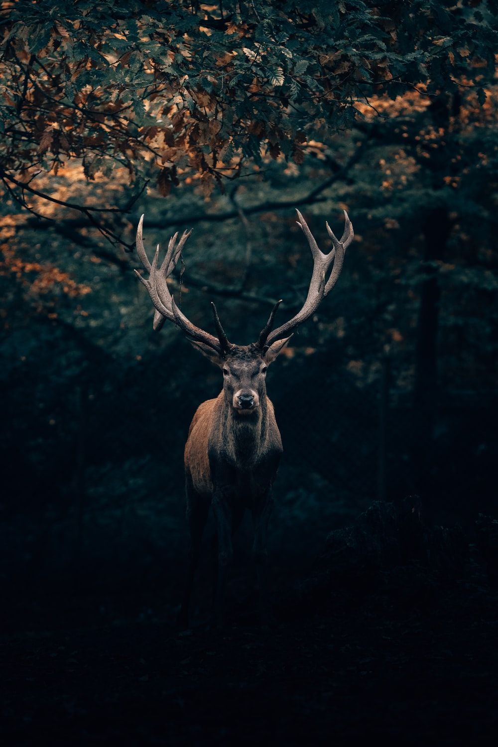 Deer Antlers Wallpapers Wallpaper Cave