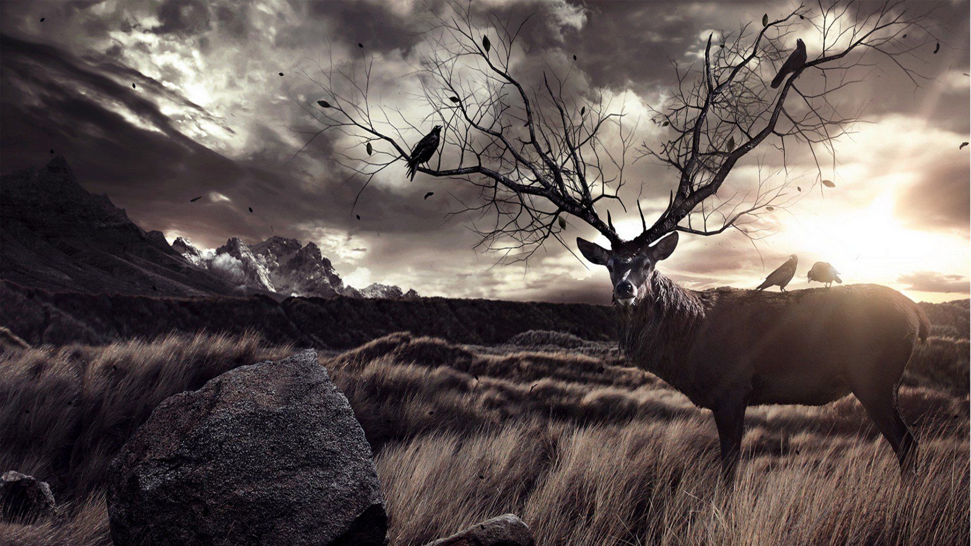 Deer Antlers Wallpapers Wallpaper Cave