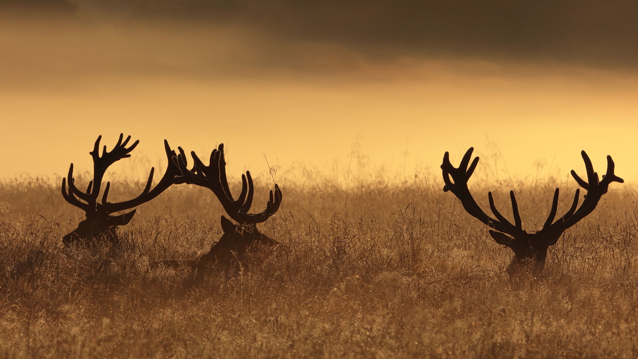 Deer Antlers Wallpapers Wallpaper Cave