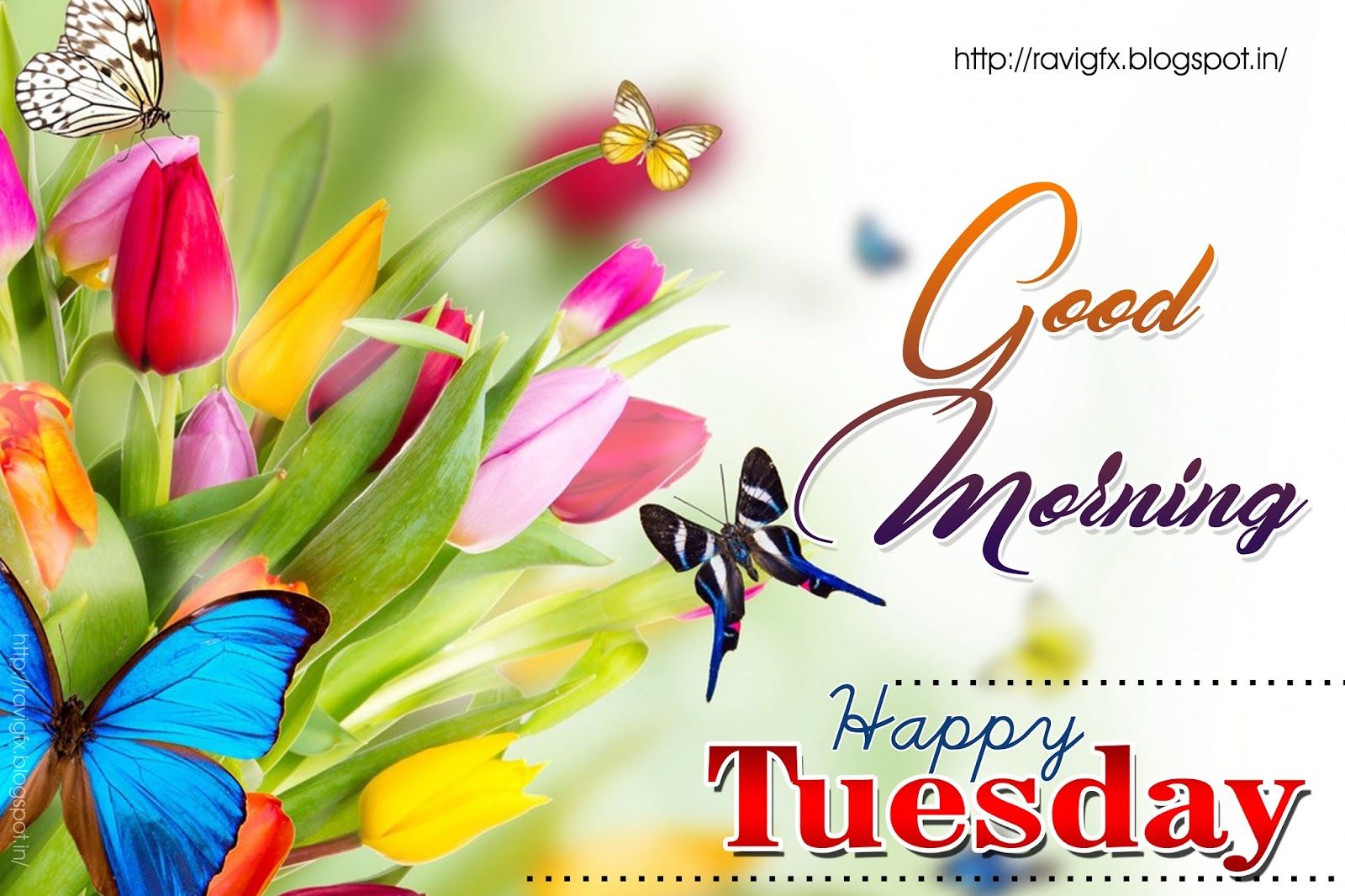 Happy Tuesday Wallpapers Wallpaper Cave