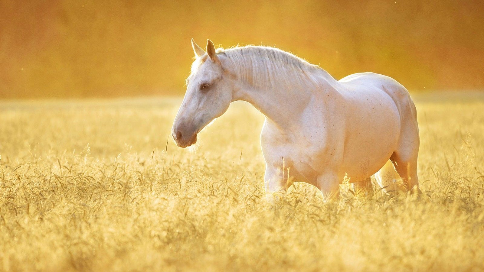 White Horse Desktop Wallpapers Wallpaper Cave