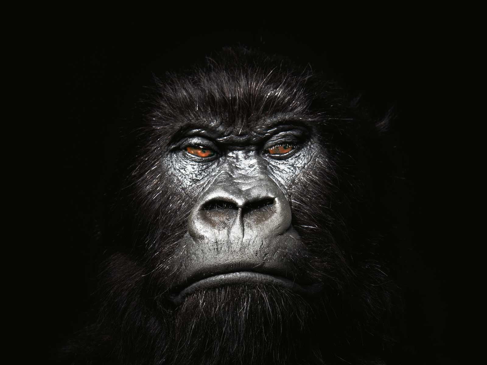 Angry Gorilla Wallpapers Wallpaper Cave