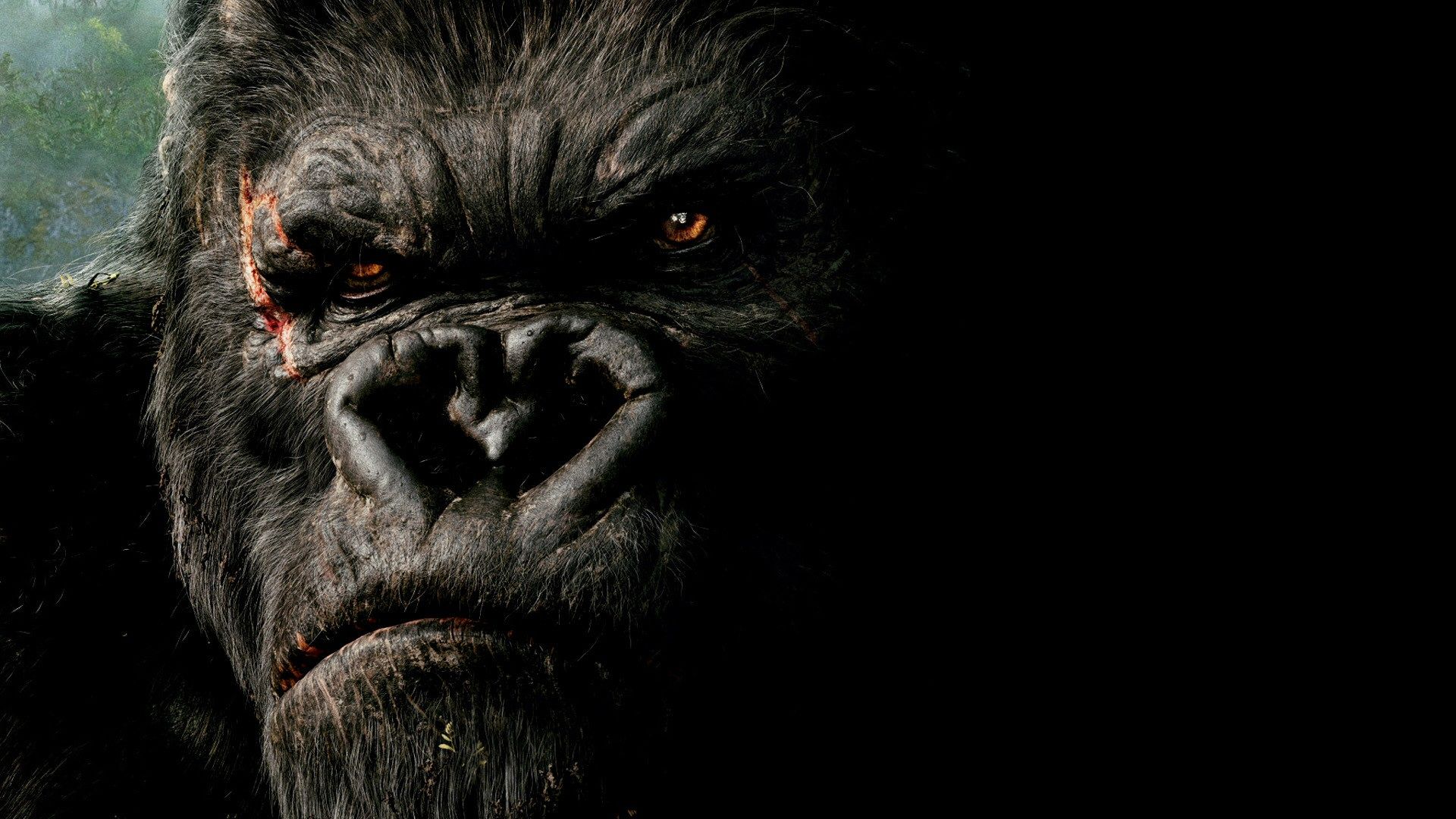 Angry Gorilla Wallpapers Wallpaper Cave