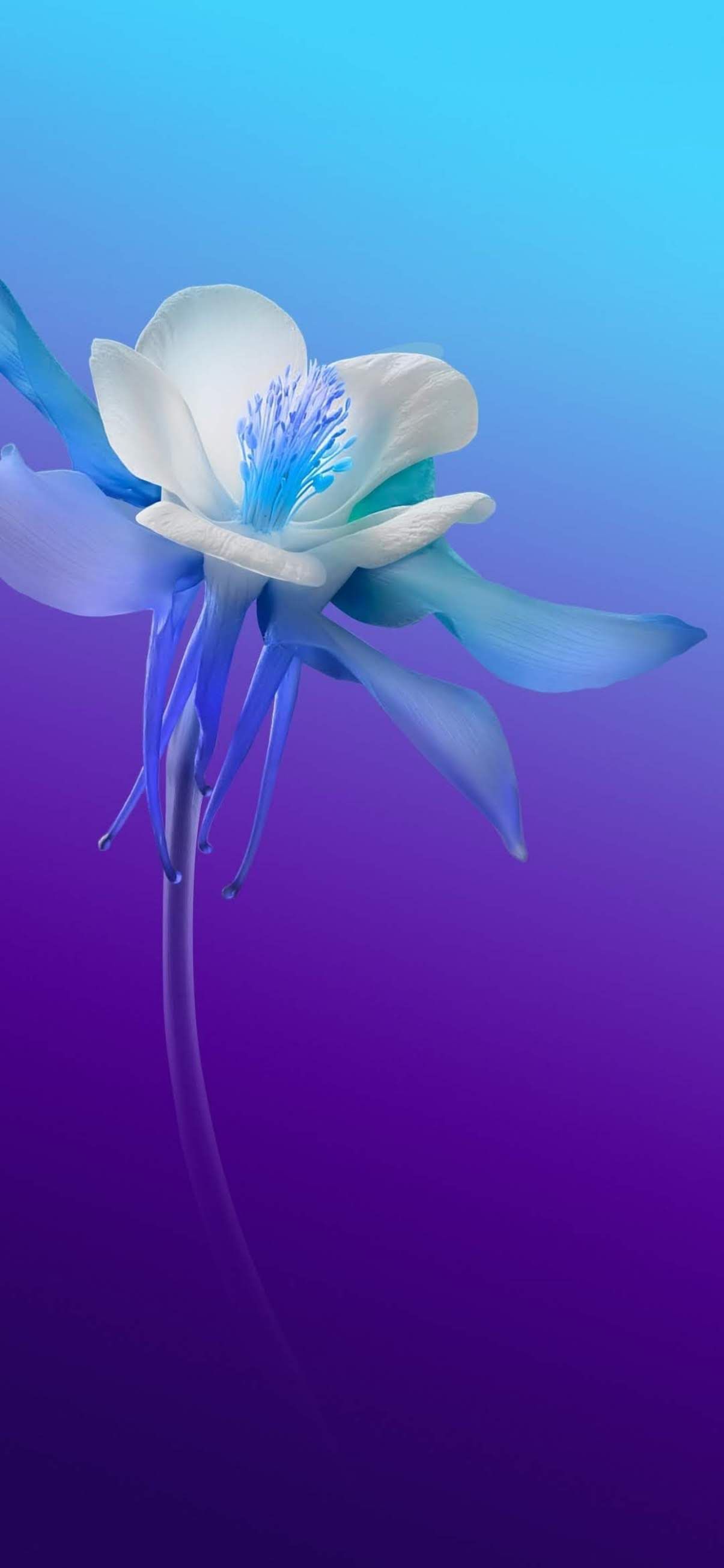 4k iPhone 12 Flowers Wallpapers Wallpaper Cave