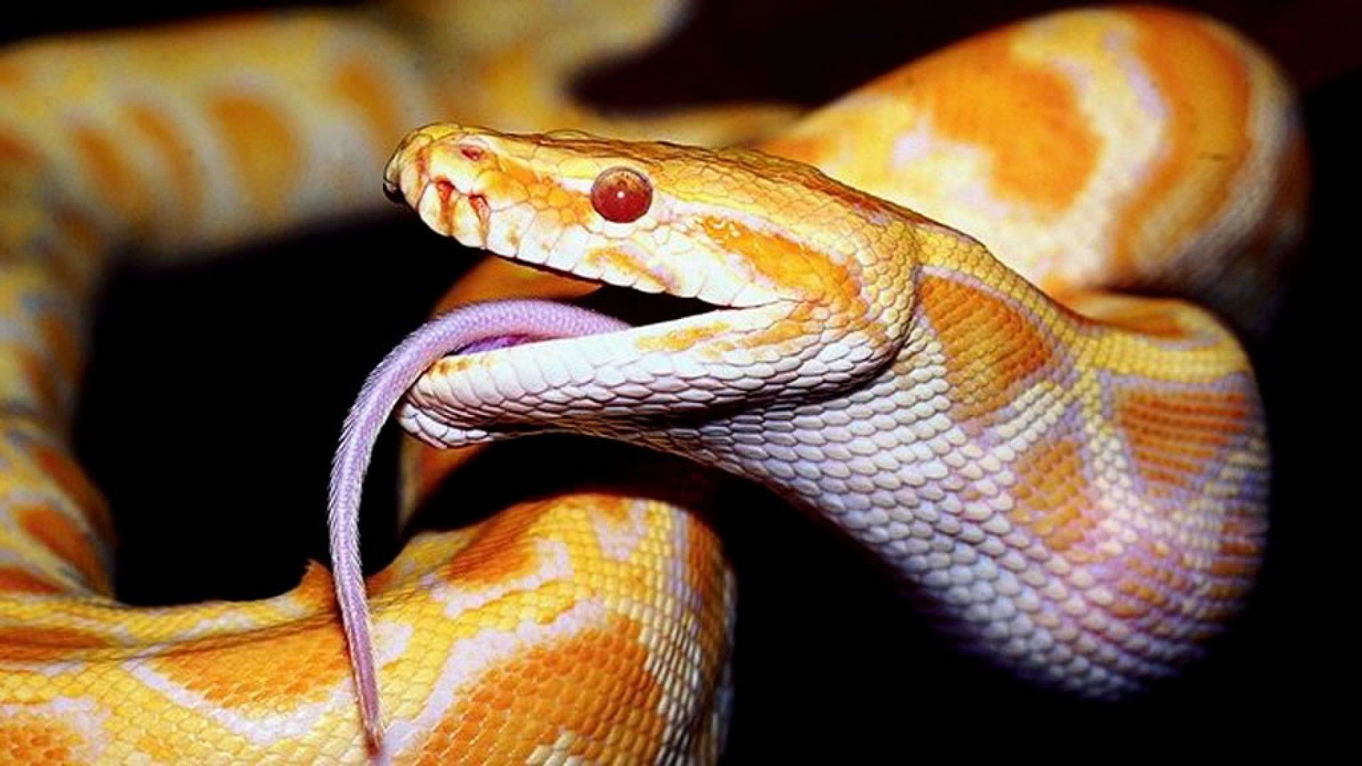 Albino Snakes Wallpapers Wallpaper Cave