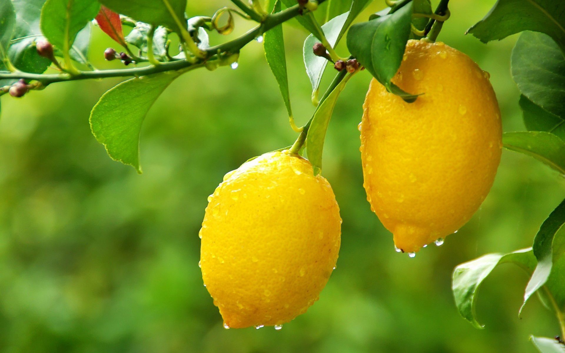 Lemon Tree Wallpapers Wallpaper Cave