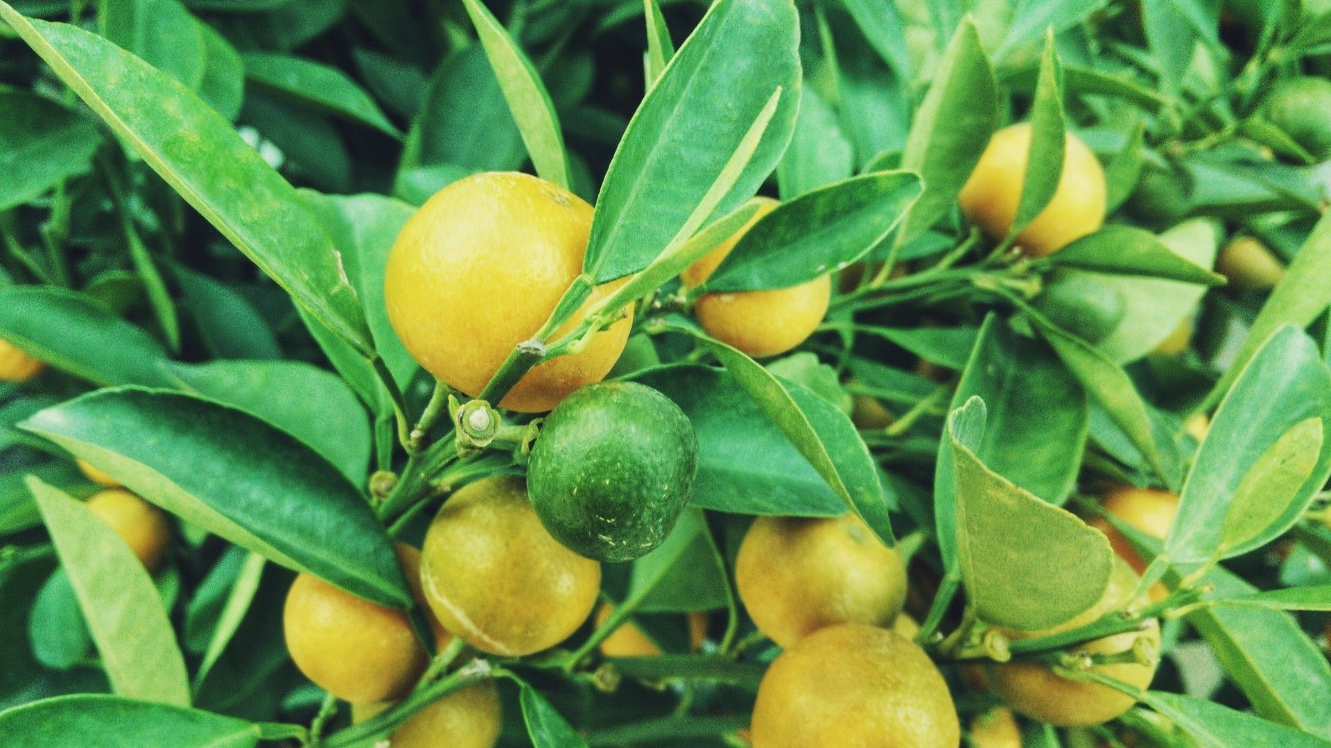 Lemon Tree Wallpapers Wallpaper Cave