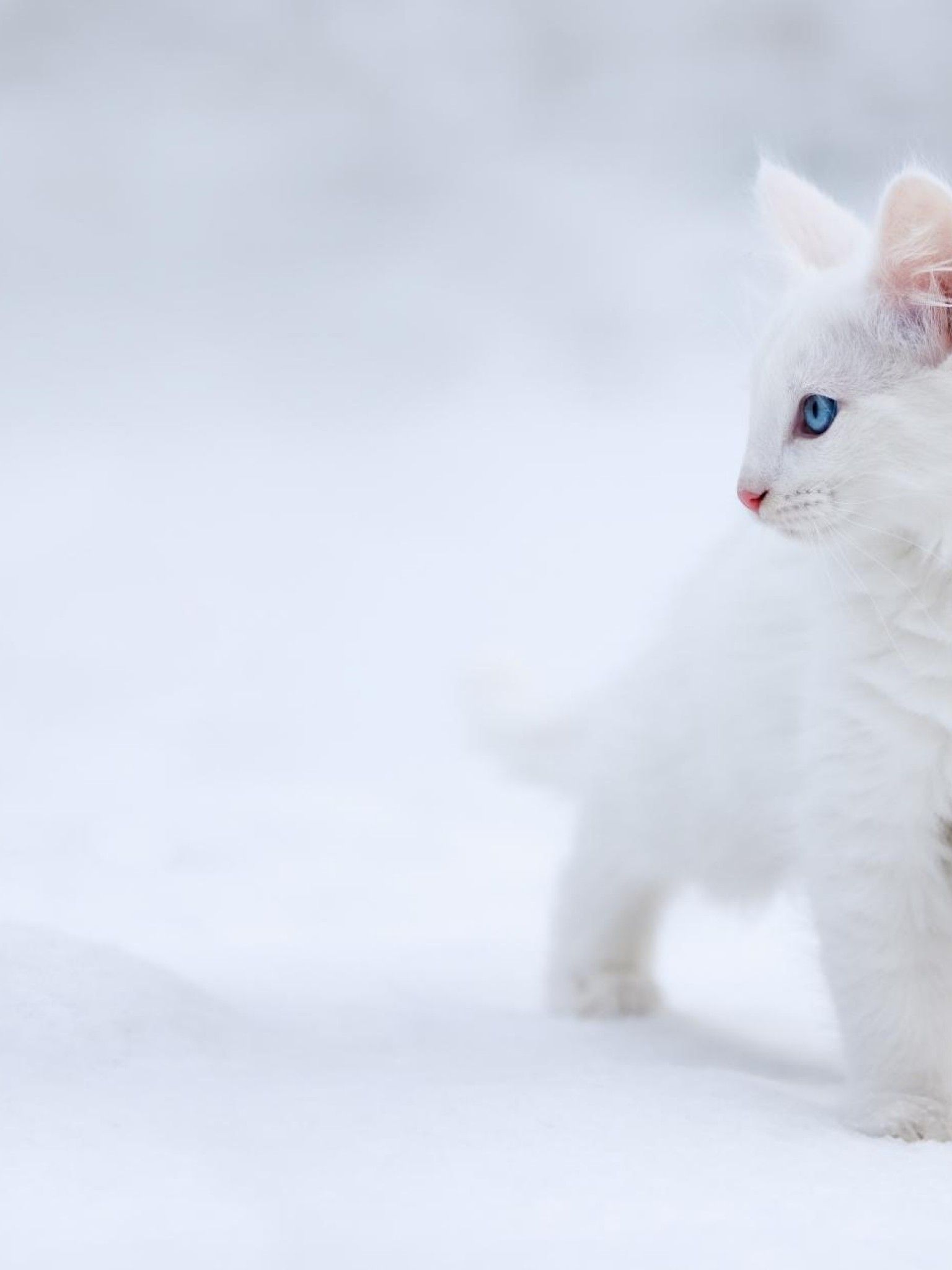 Snow Cat Wallpapers Wallpaper Cave