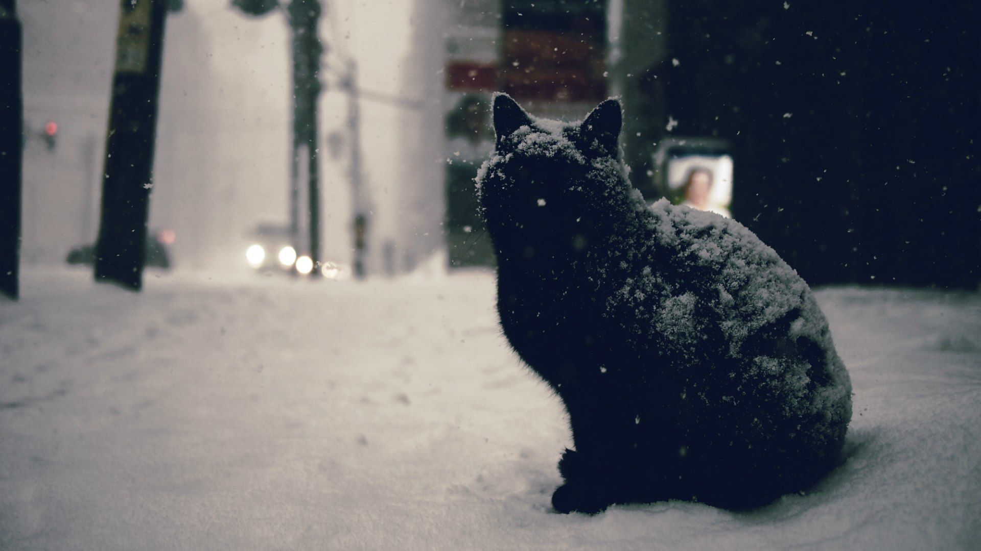 Cats In Snow Wallpapers Wallpaper Cave