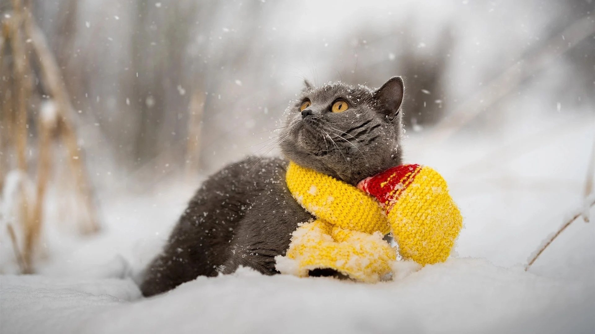 Snow Cat Wallpapers Wallpaper Cave