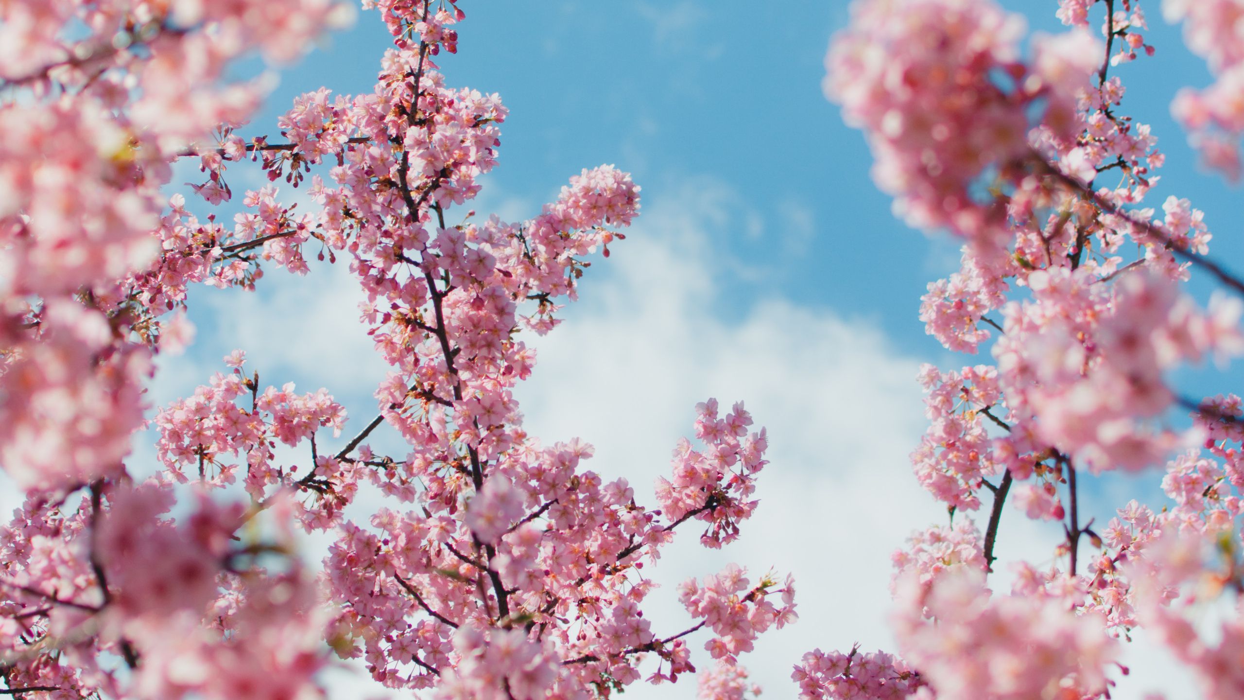 Anime Cherry Blossom Wallpaper Phone Anime, Cherry Blossom Hd
