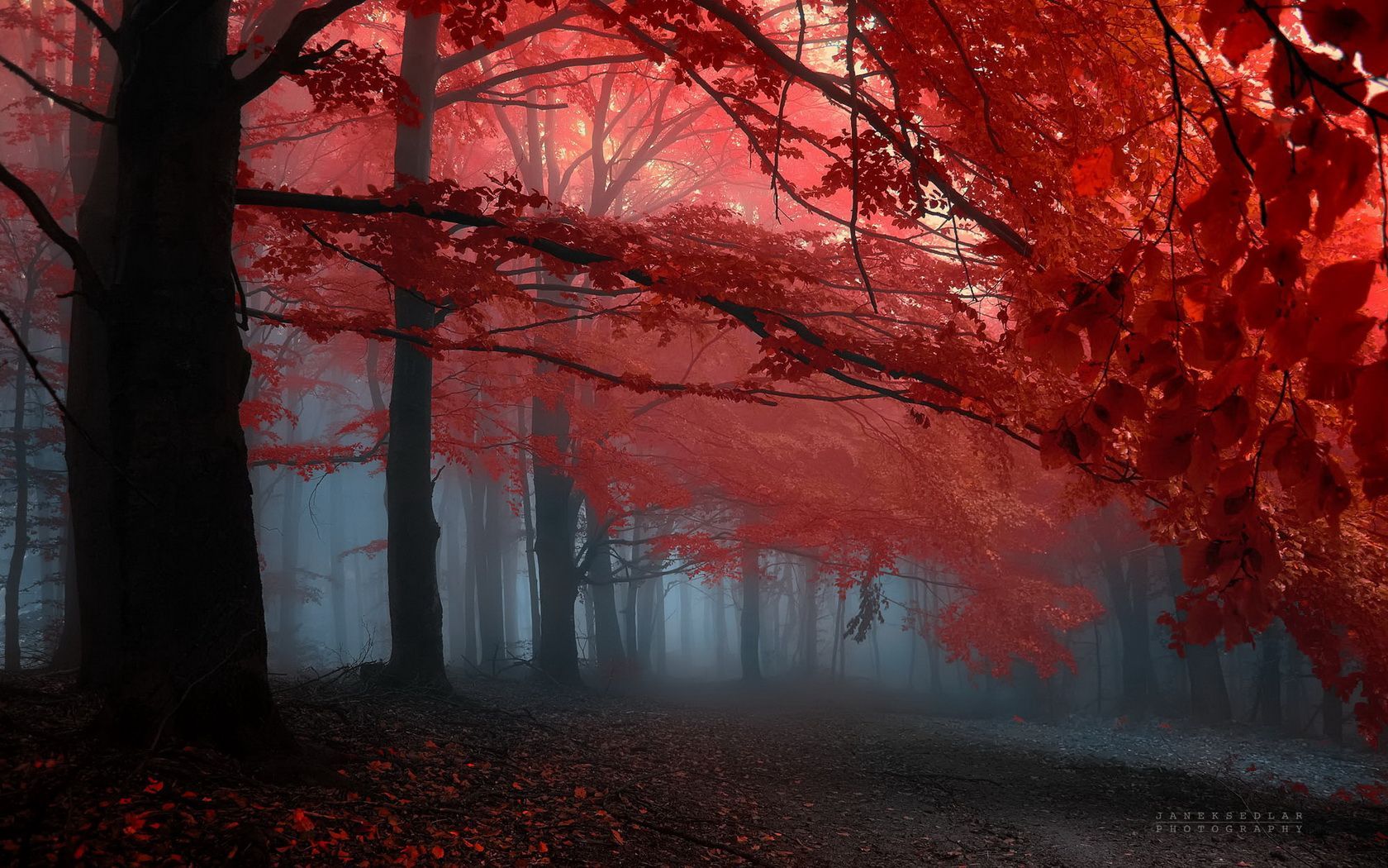 Desktop Red Trees Dark Wallpapers Wallpaper Cave