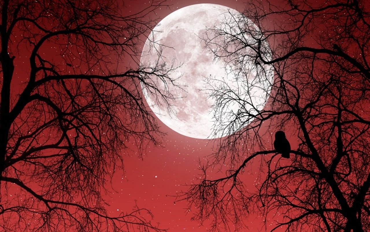 Desktop Red Trees Dark Wallpapers Wallpaper Cave