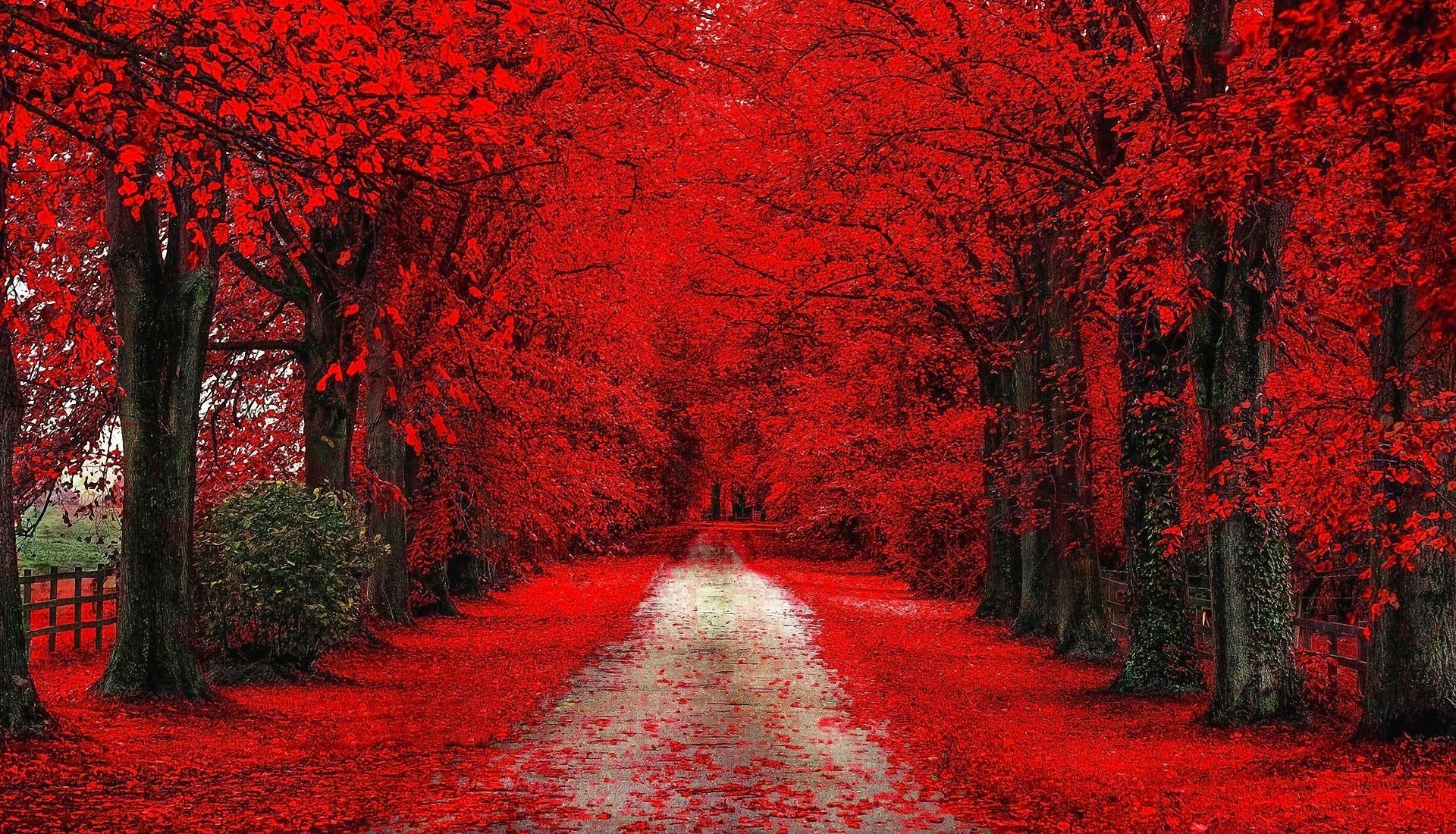 Desktop Red Trees Dark Wallpapers Wallpaper Cave
