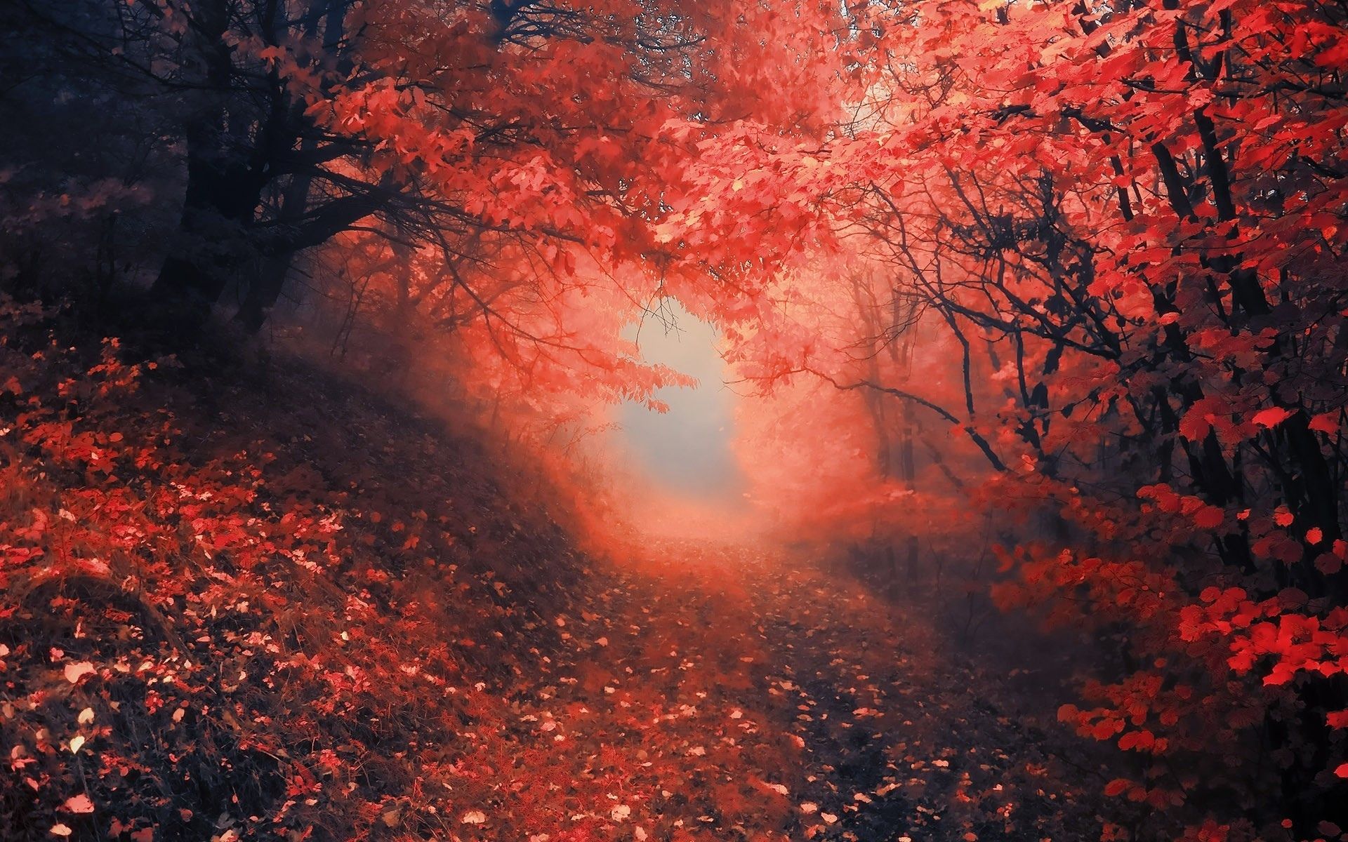 Desktop Red Trees Dark Wallpapers Wallpaper Cave