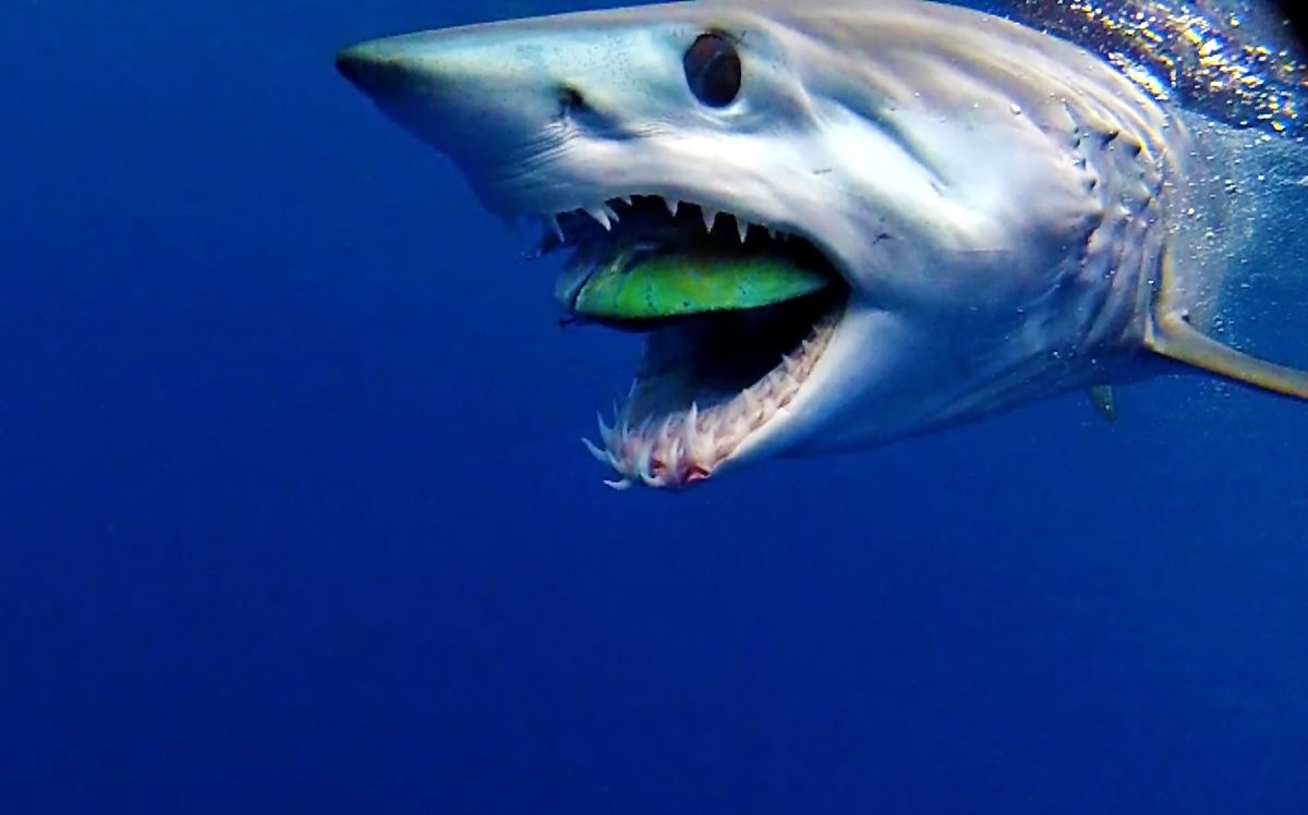 Shortfin Mako Shark Wallpapers Wallpaper Cave