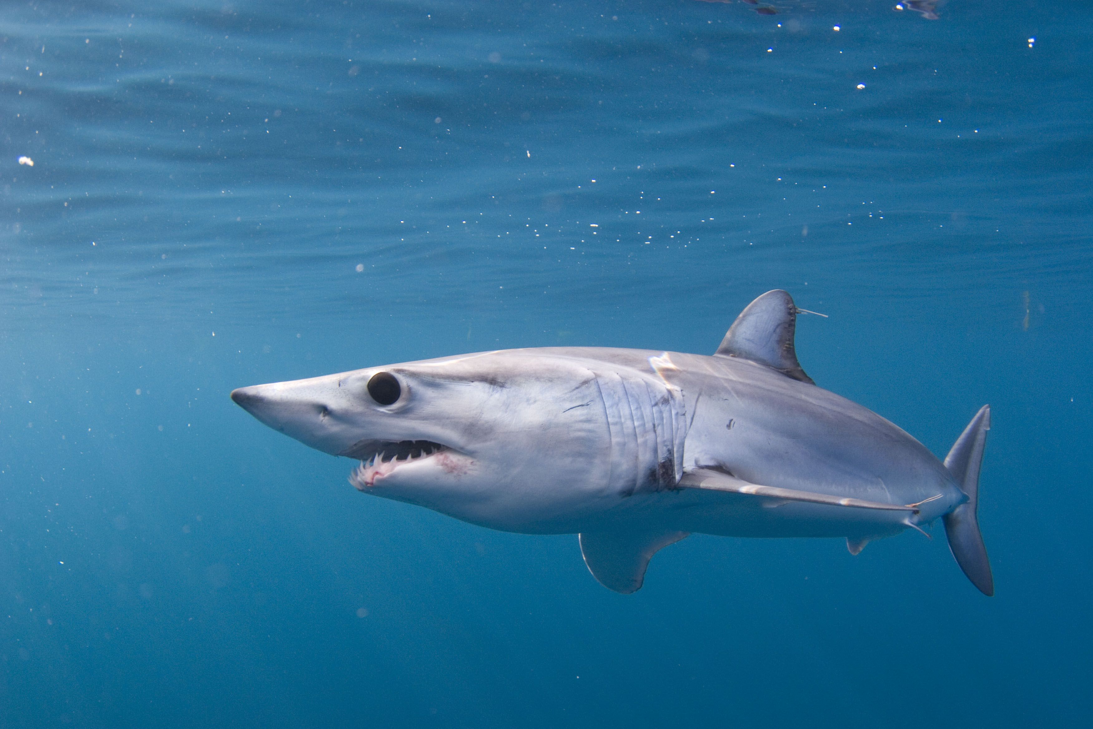Shortfin Mako Shark Wallpapers Wallpaper Cave
