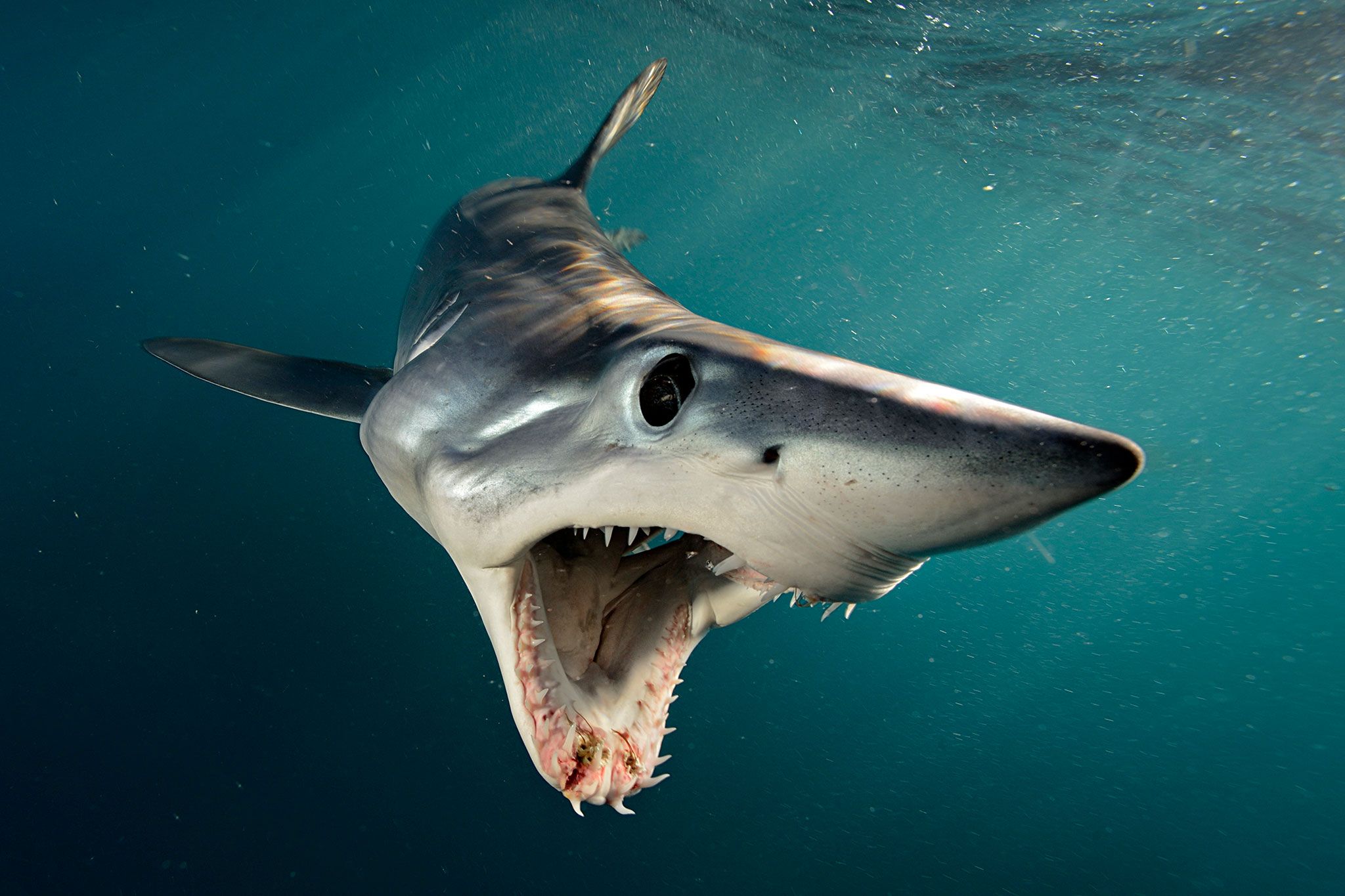 Shortfin Mako Shark Wallpapers Wallpaper Cave