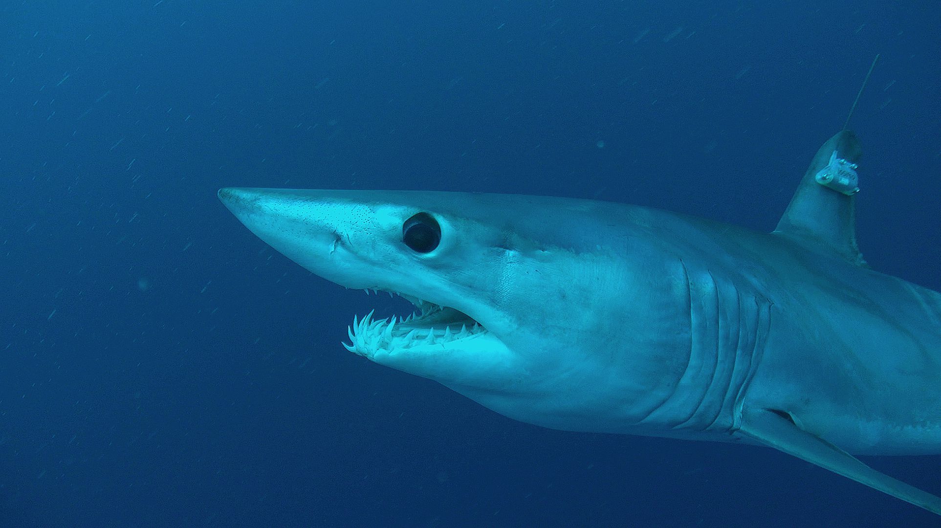 Shortfin Mako Shark Wallpapers Wallpaper Cave