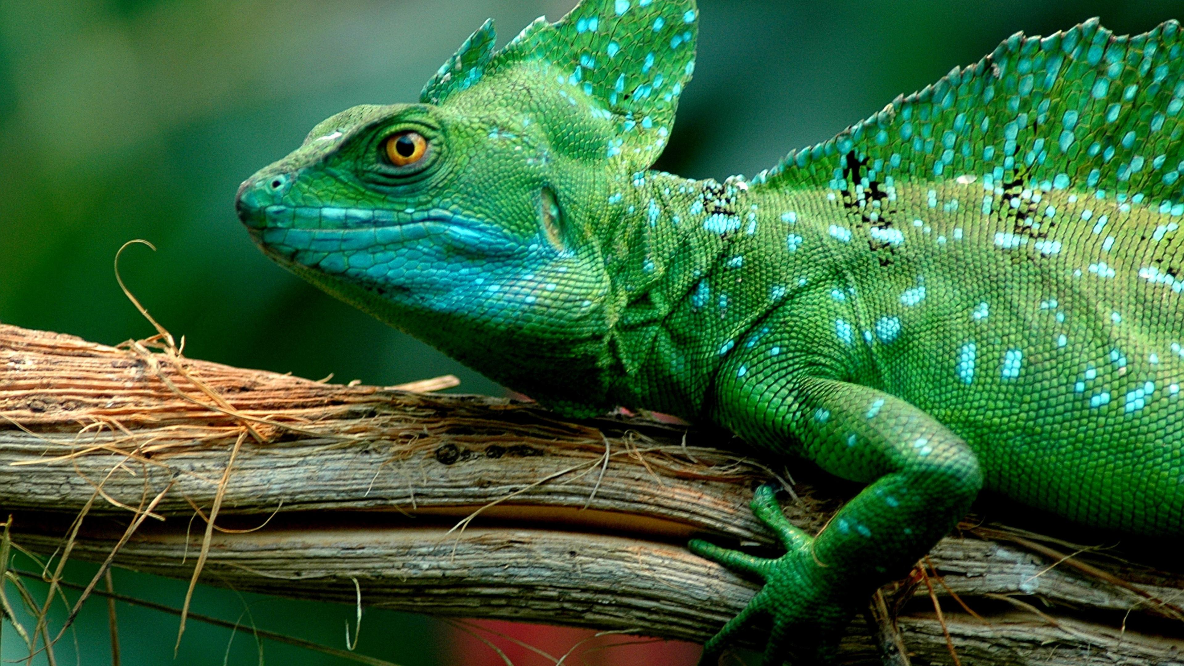 Basilisk Lizard Wallpapers Wallpaper Cave