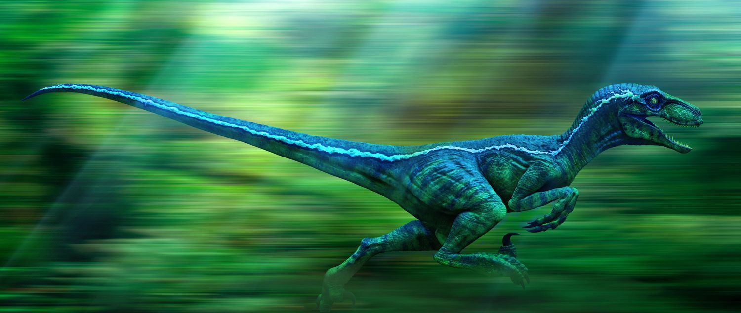 Blue The Velociraptor Wallpapers Wallpaper Cave