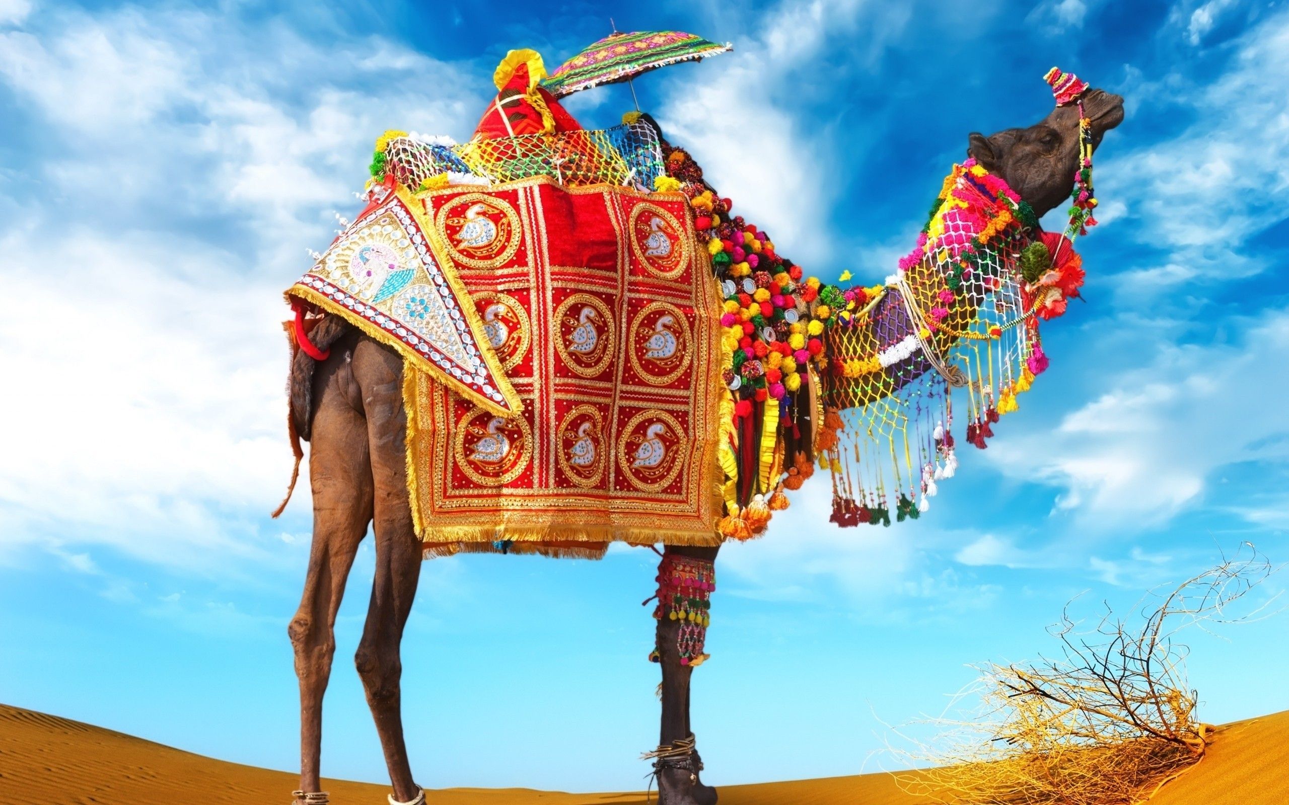 Rajasthan Culture Wallpapers Wallpaper Cave