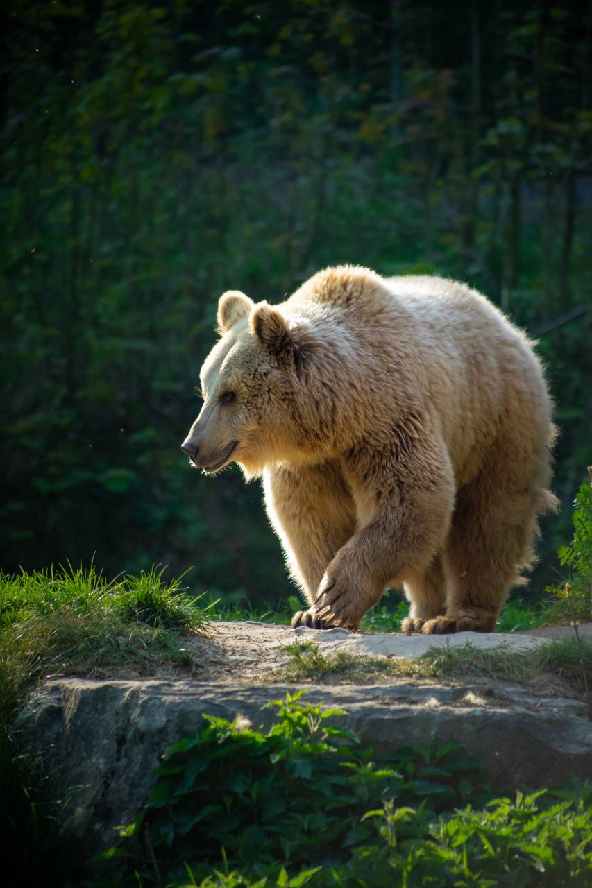 Mama Bear Wallpapers Wallpaper Cave