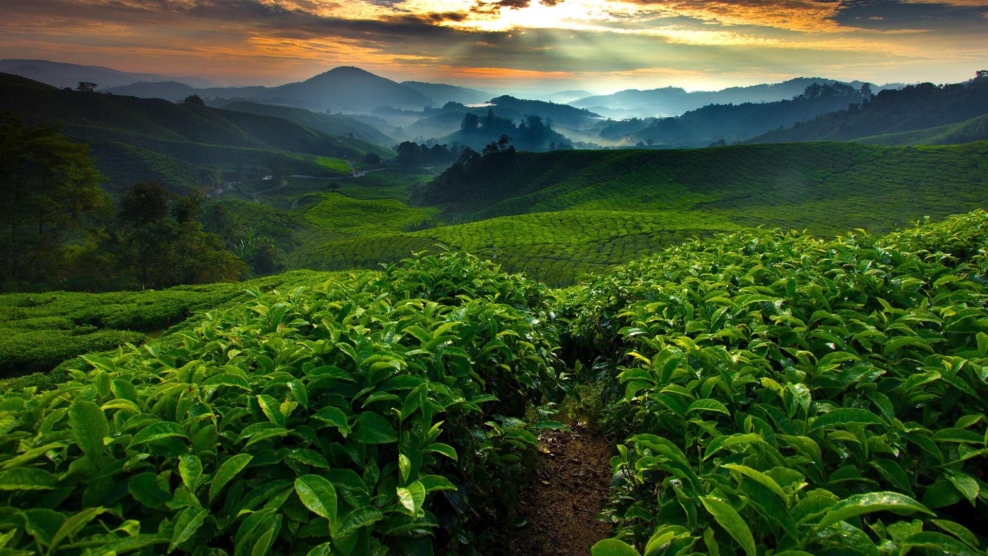 Cameron Highland Wallpaper