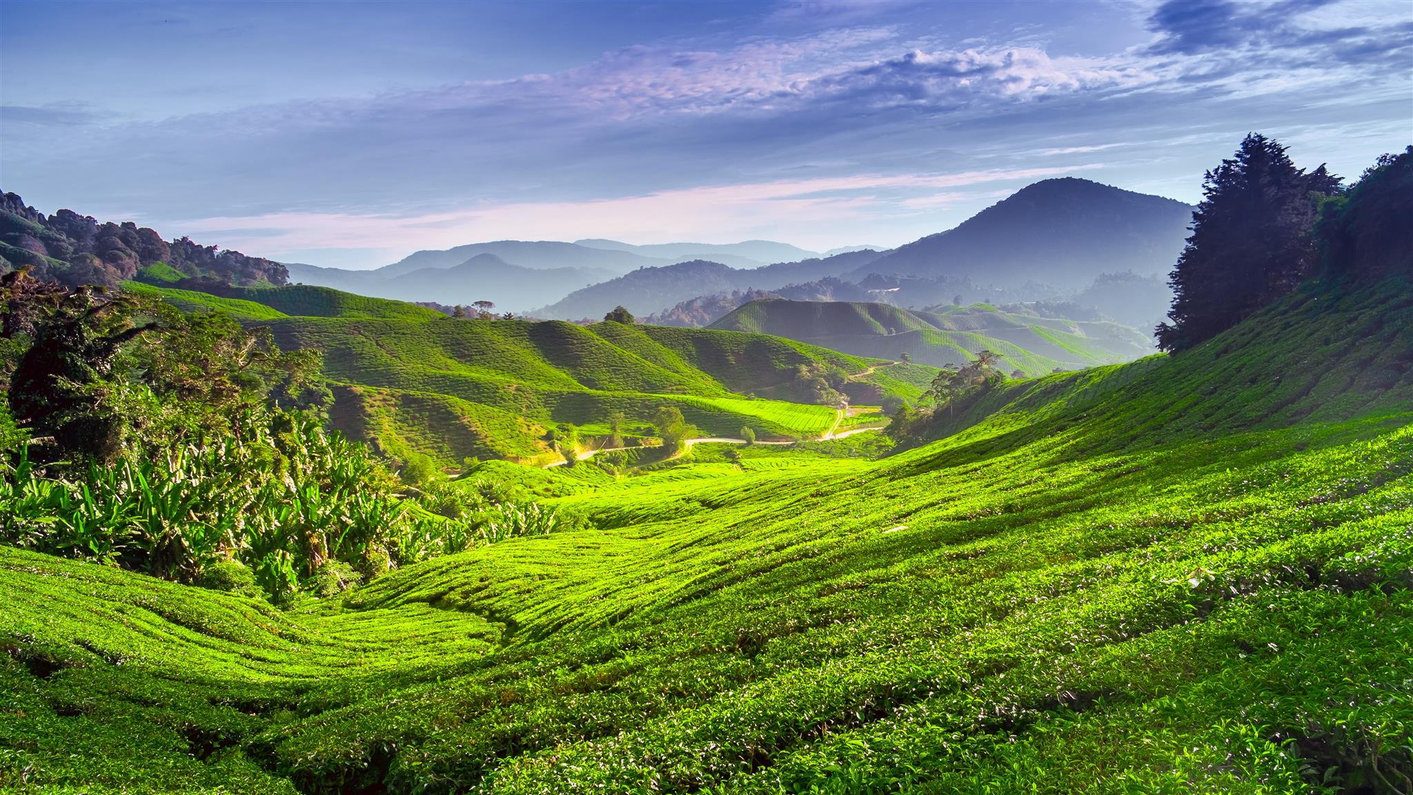 Cameron Highlands Wallpapers Wallpaper Cave