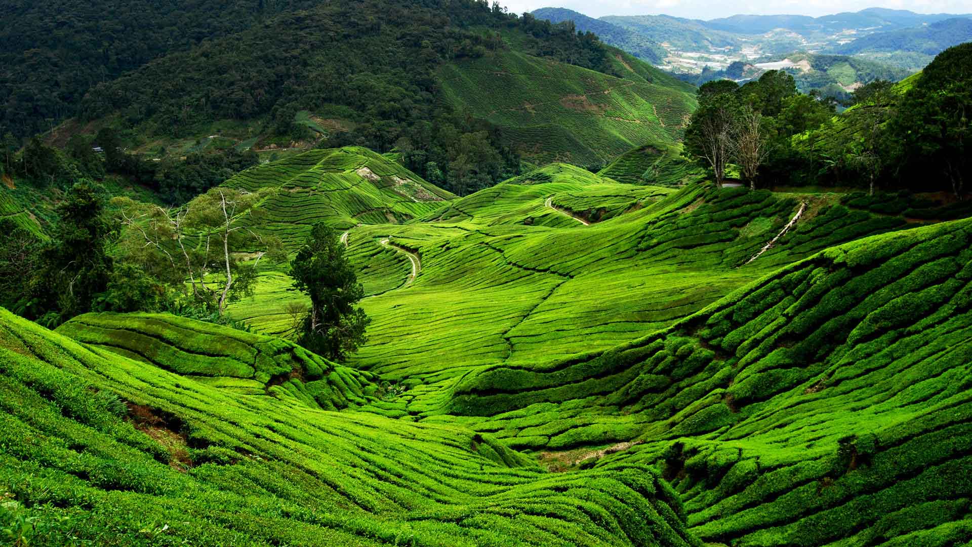 Cameron Highlands Wallpapers Wallpaper Cave