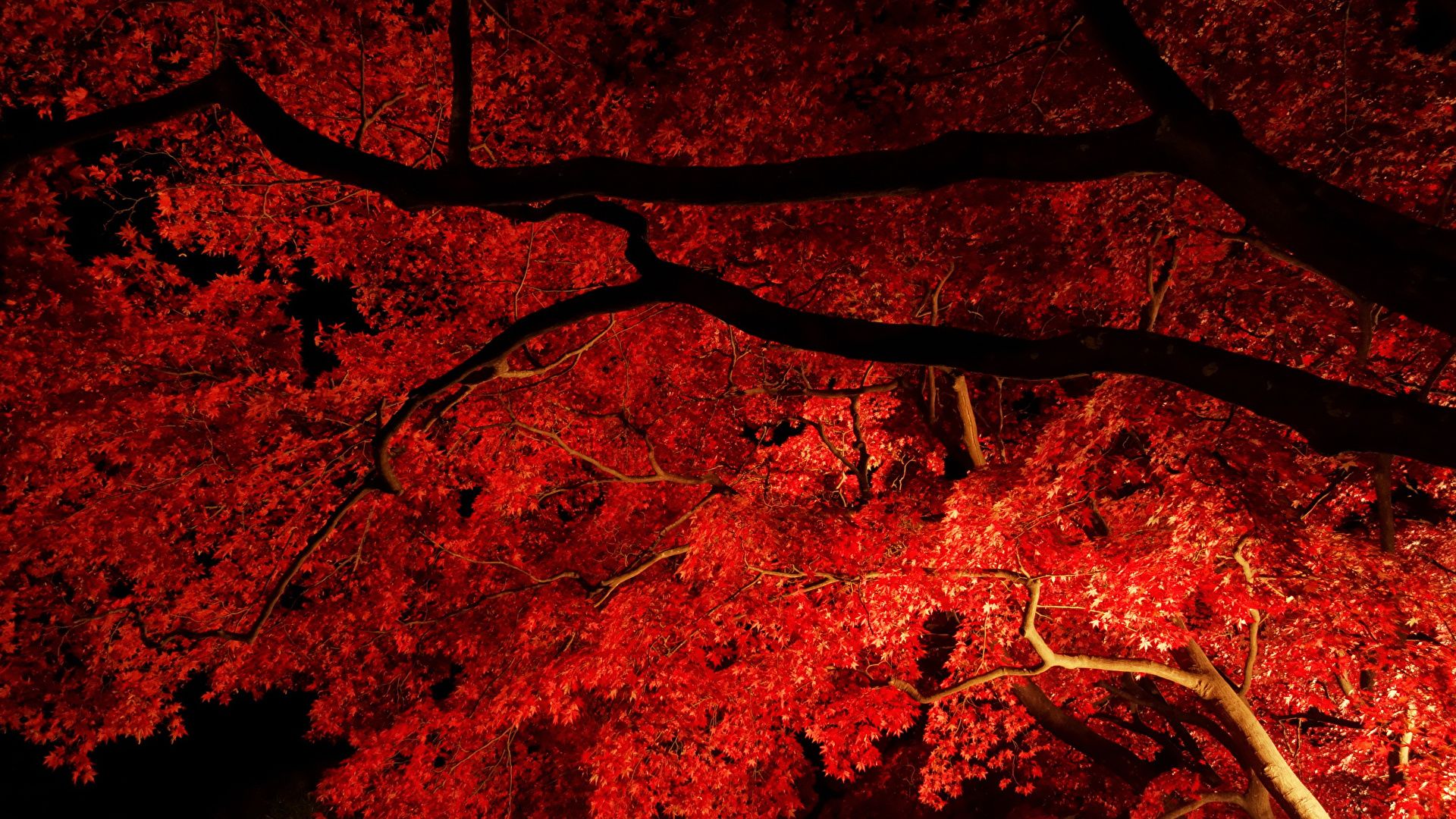 Autumn Night Desktop Wallpapers Wallpaper Cave