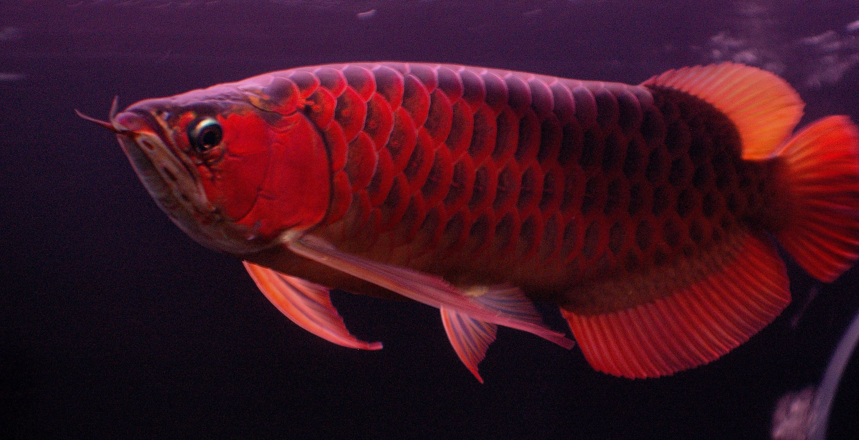 Red Arowana Wallpaper