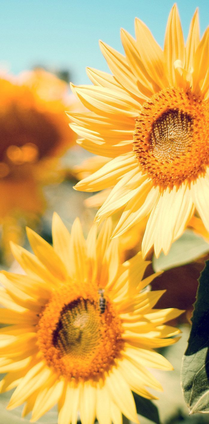 Spring iPhone 8 Plus Wallpapers Wallpaper Cave