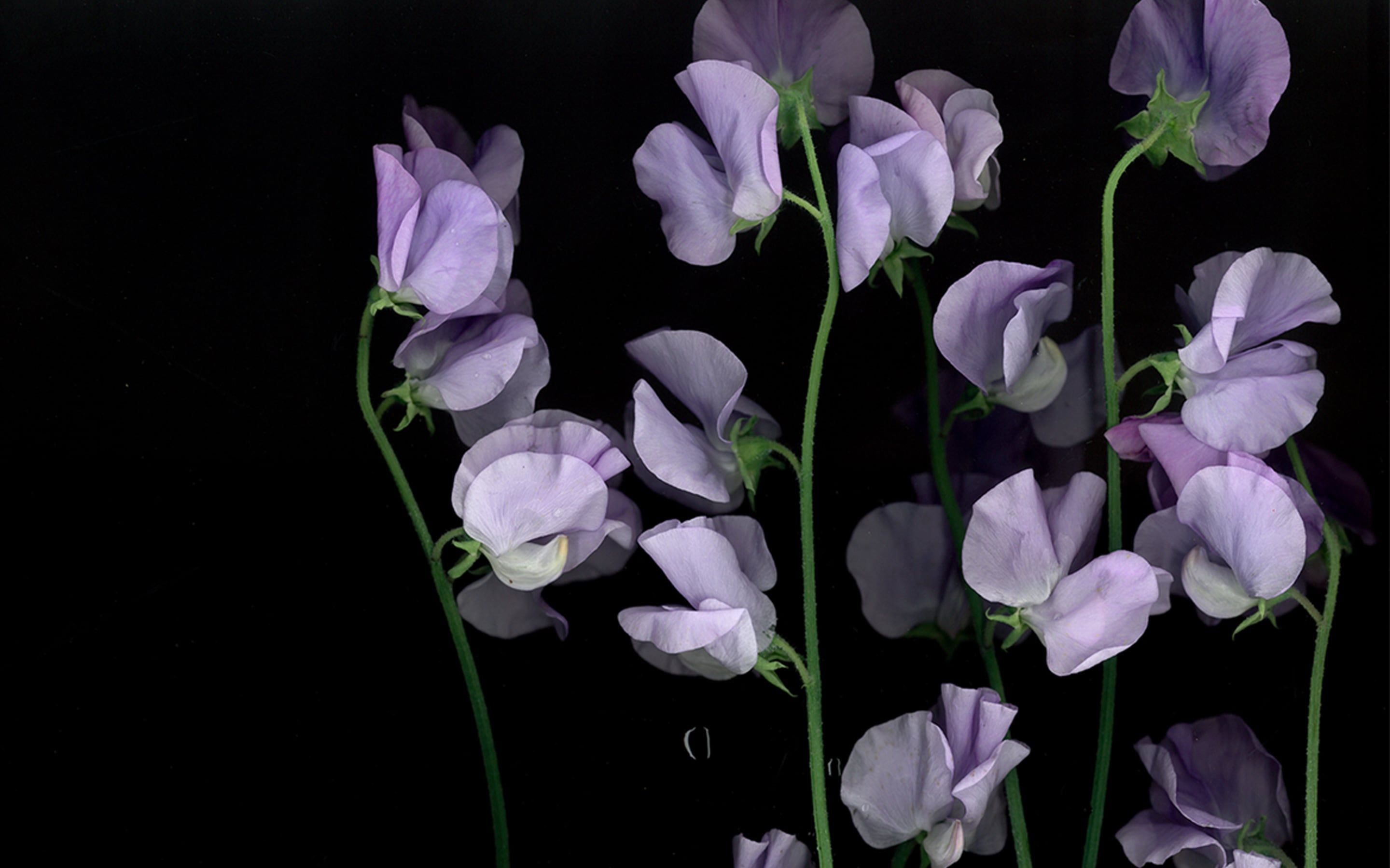 Spring Flowers Aesthetic Macbook Wallpapers Wallpaper Cave