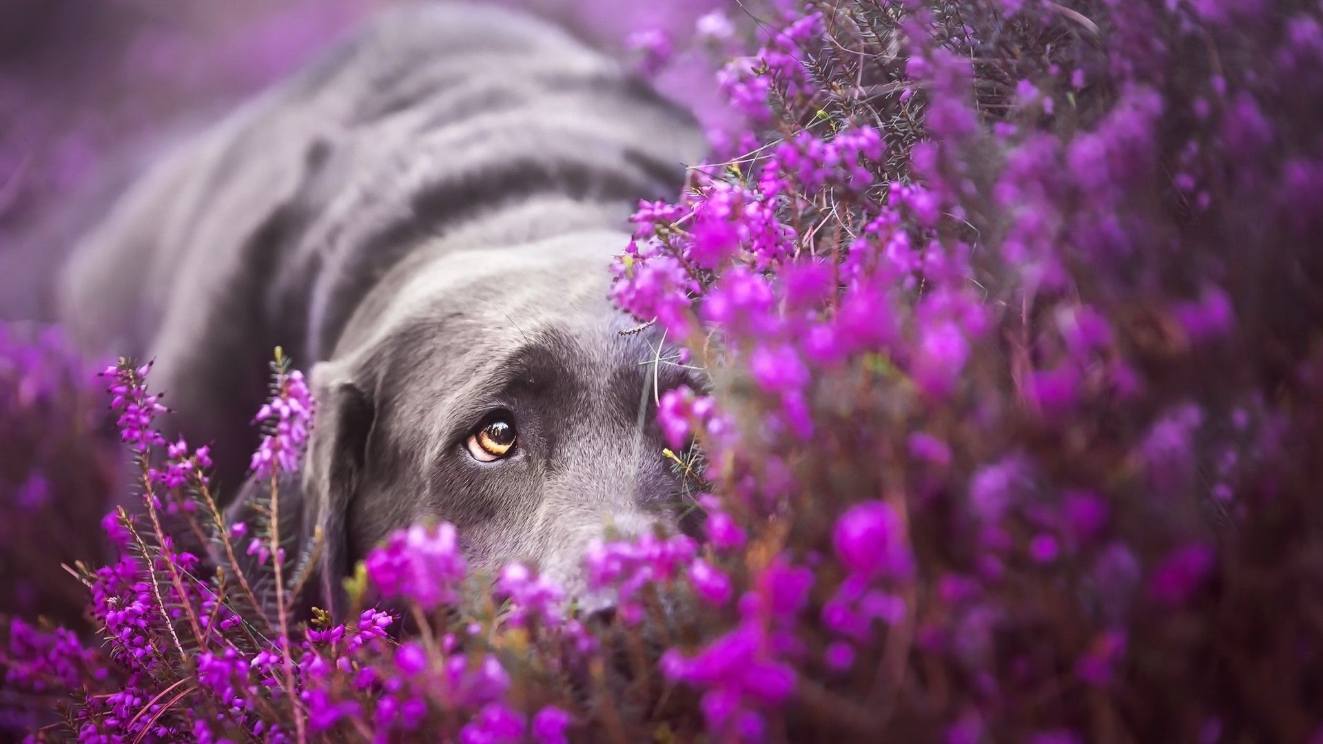 Dogs With Flowers Wallpapers Wallpaper Cave