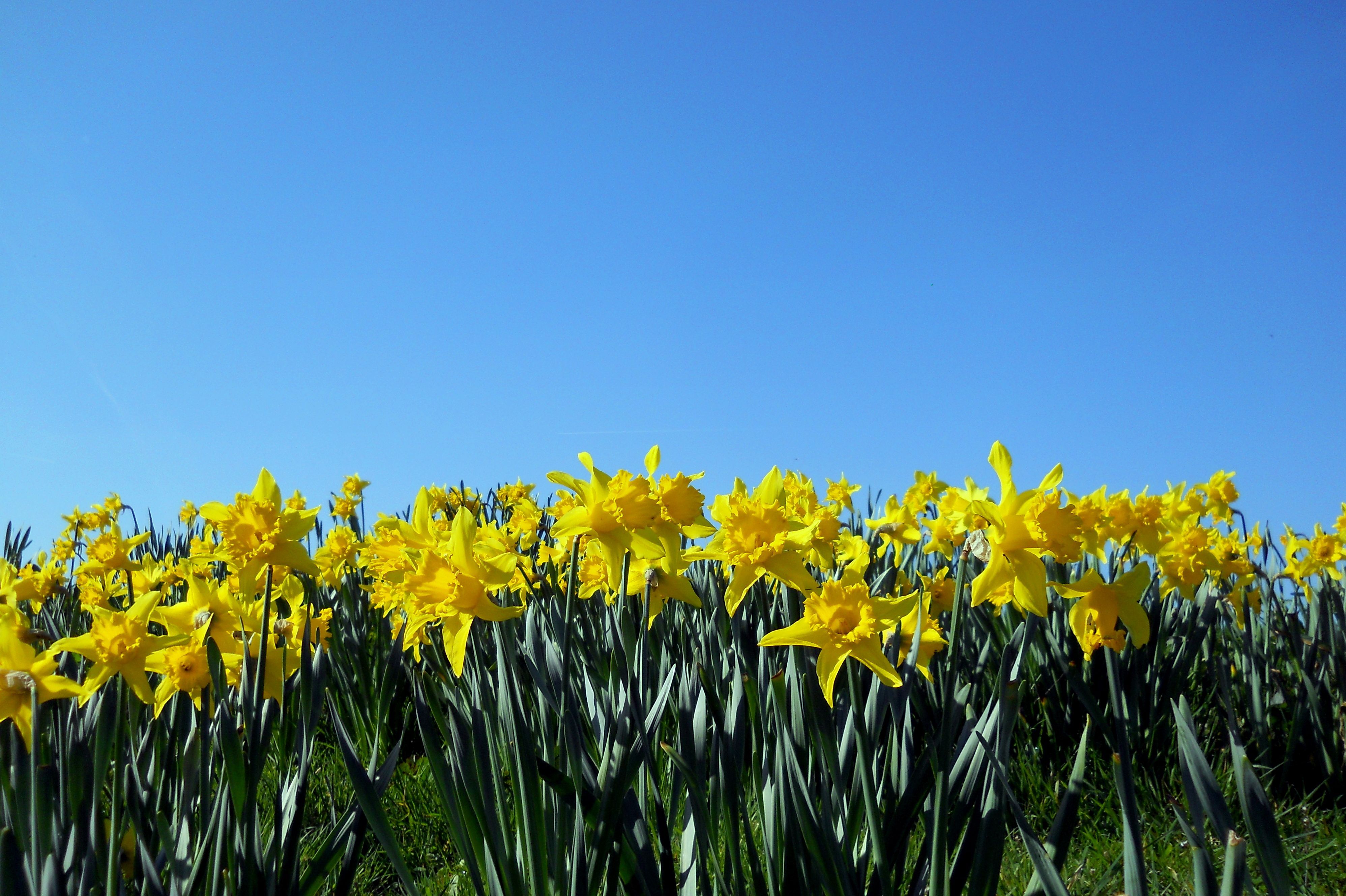 Daffodils Spring Wallpapers Wallpaper Cave