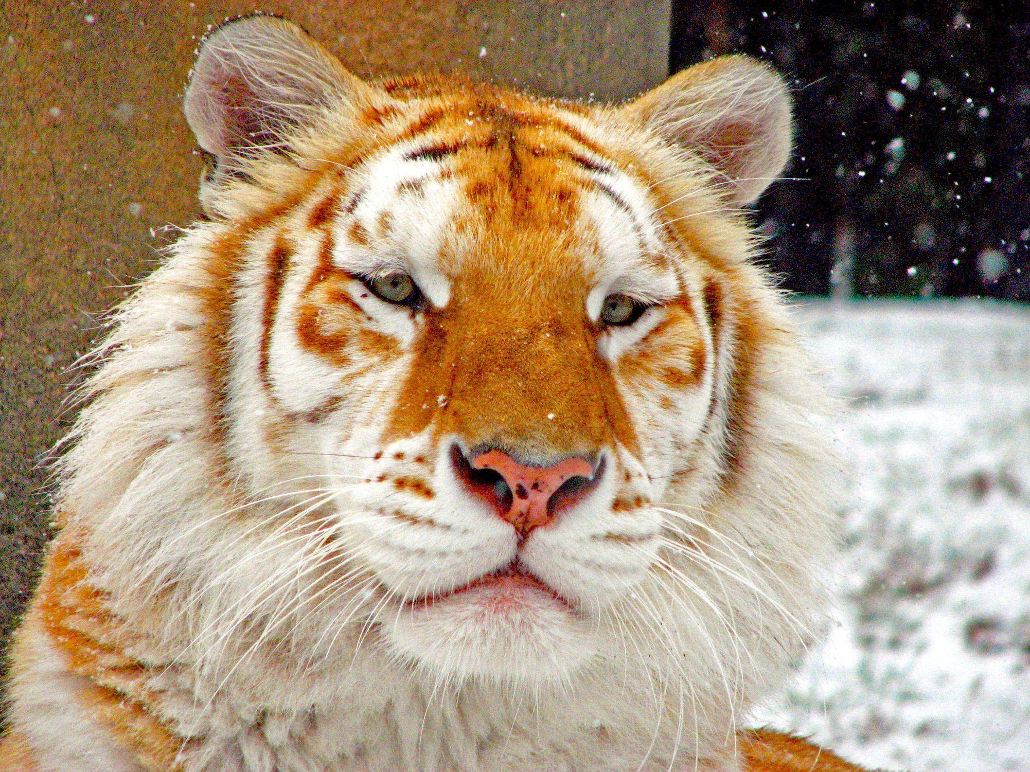 Golden Tiger Wallpapers Wallpaper Cave