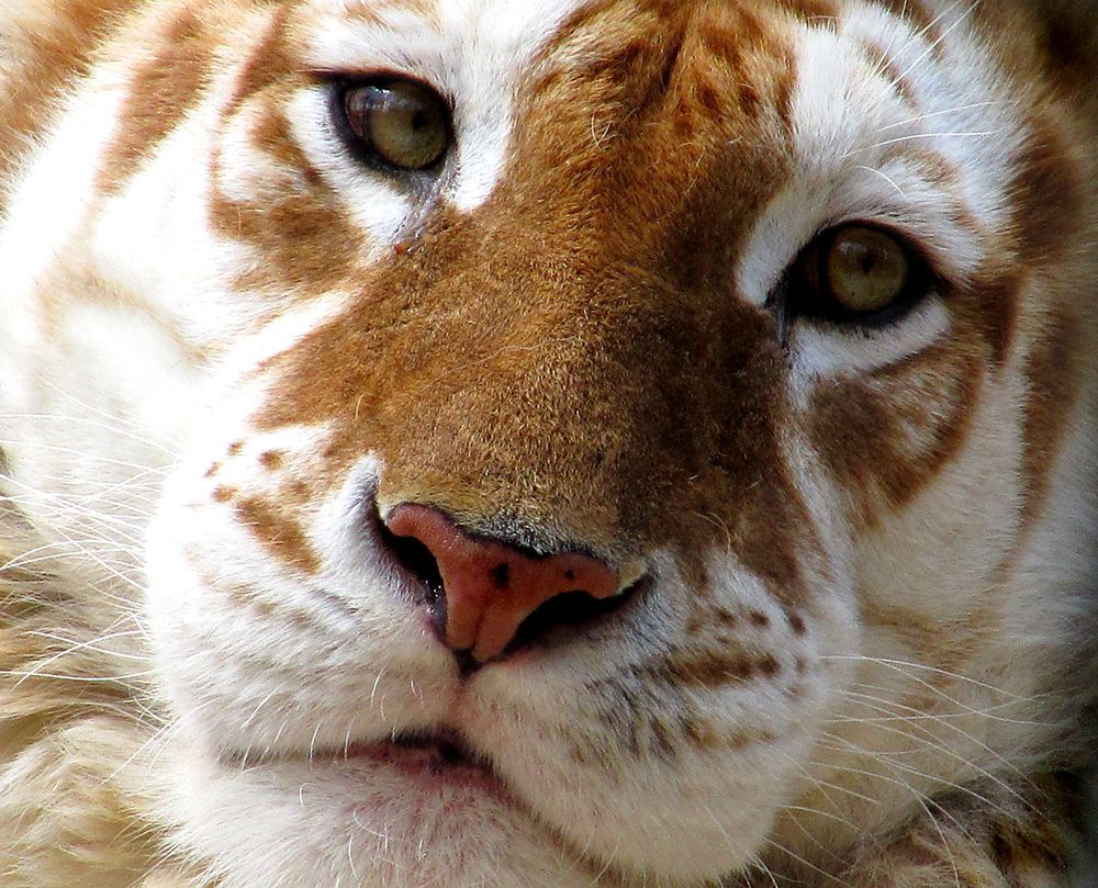Golden Tiger Wallpapers Wallpaper Cave