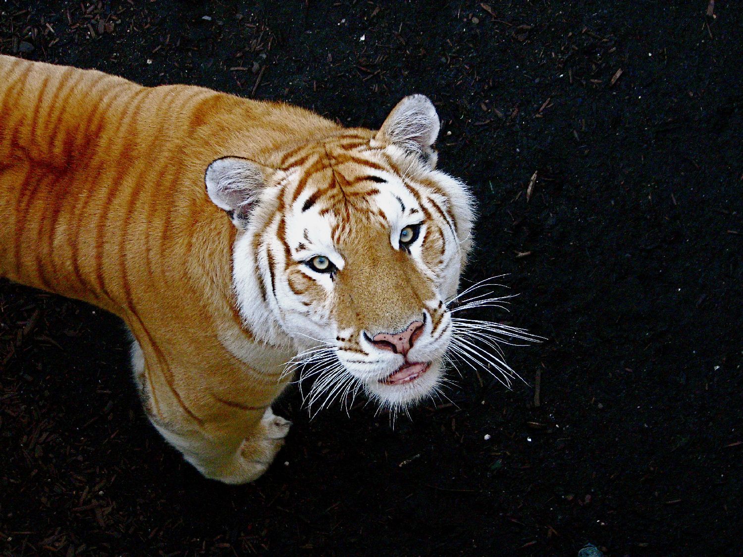 Golden Tiger Wallpapers Wallpaper Cave