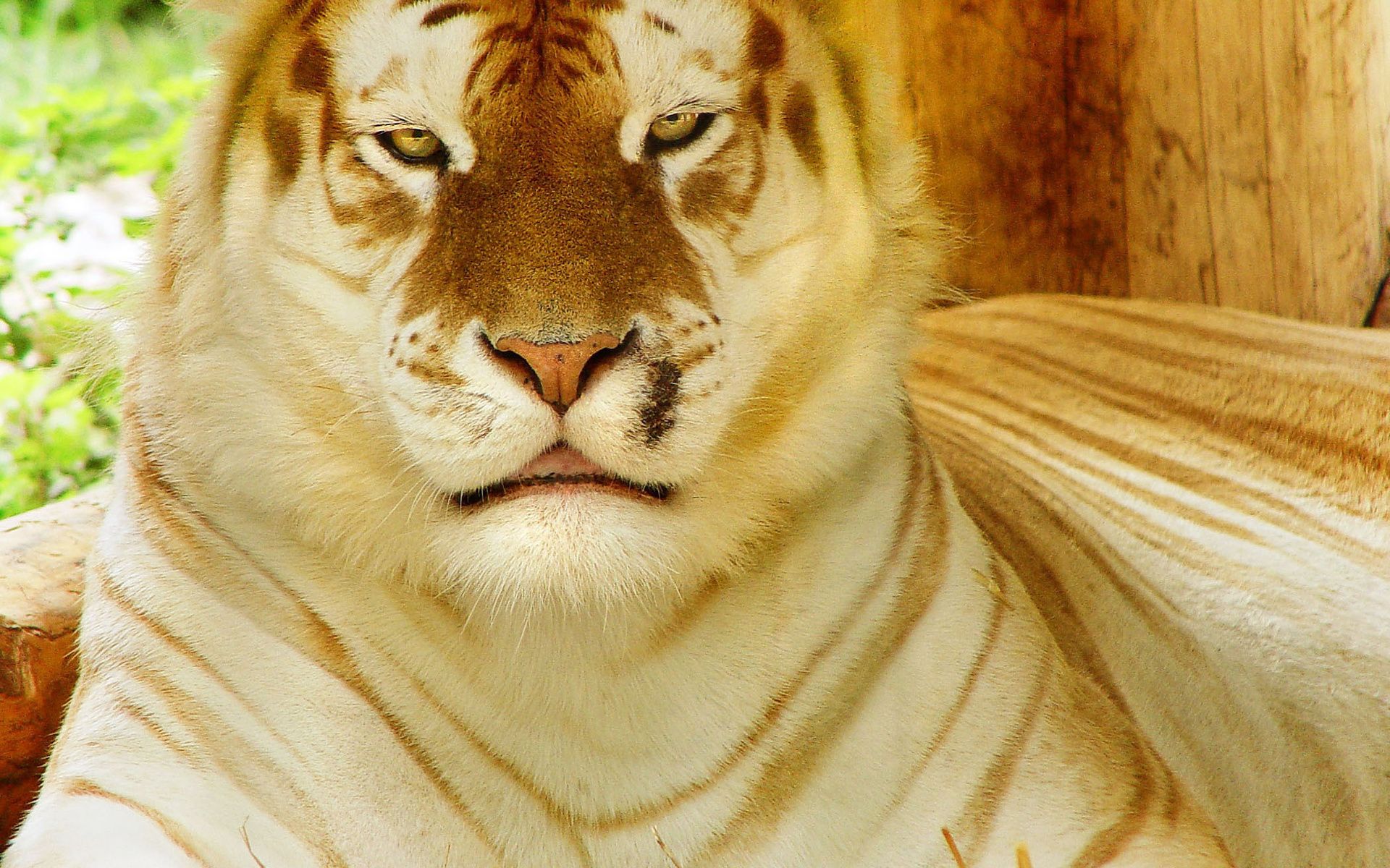 Golden Tiger Wallpapers Wallpaper Cave